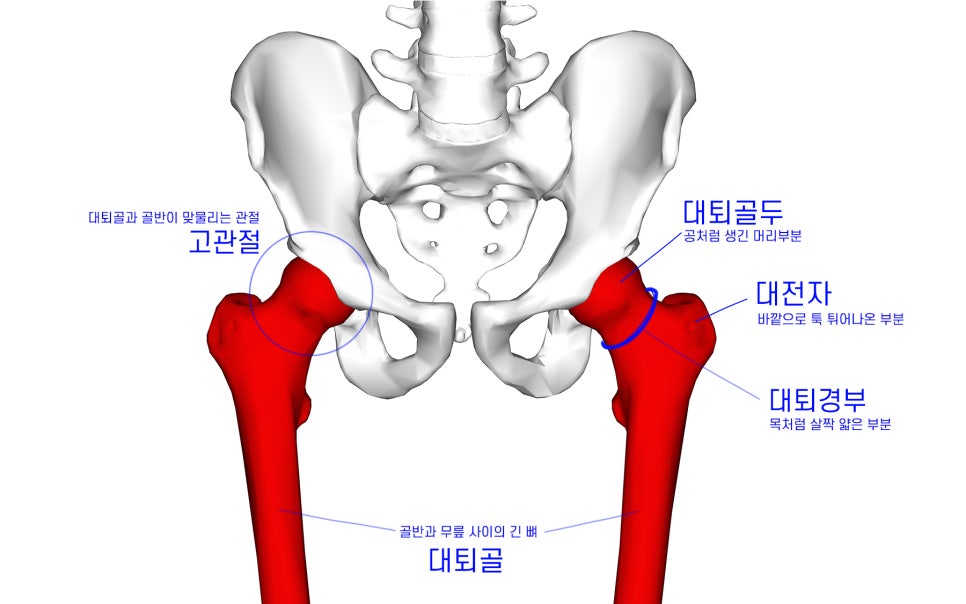 고관절 부위별 명칭