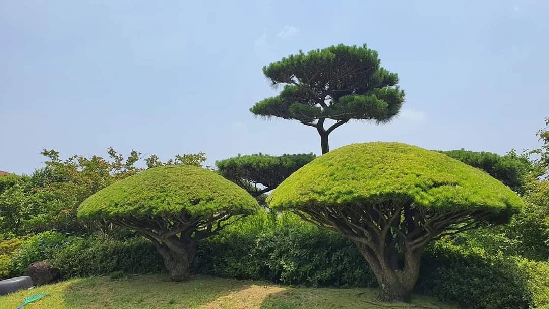 정원수8