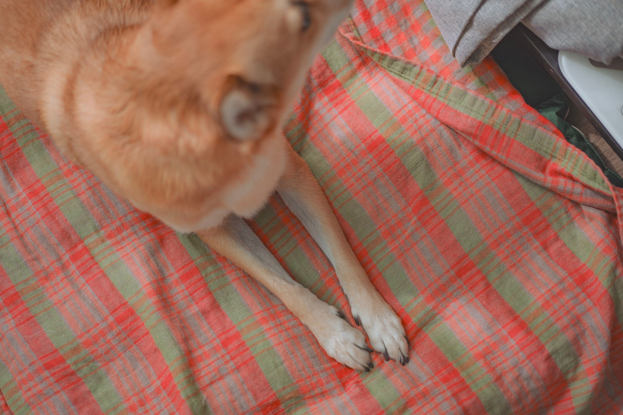 [Everyday Blanket] Watermelon