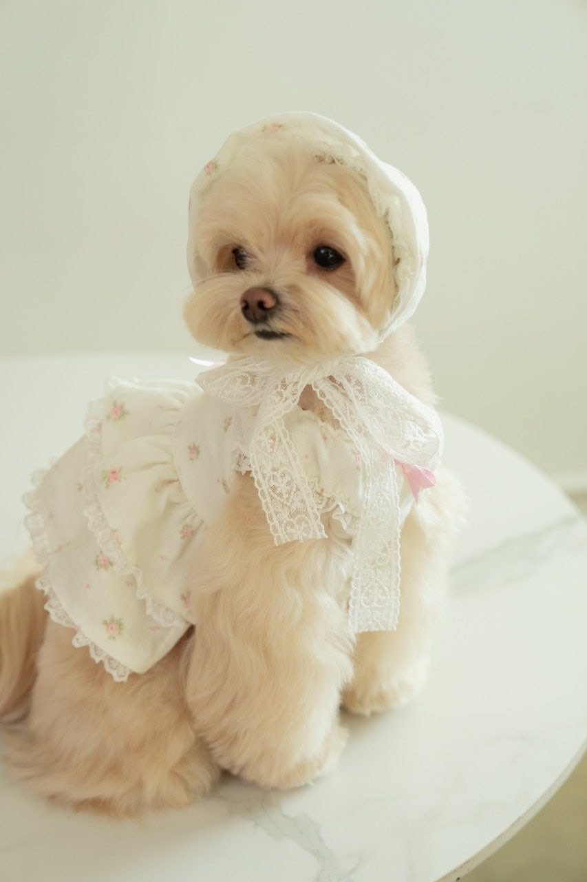 mini rose bonnet(미니 로즈 보닛)