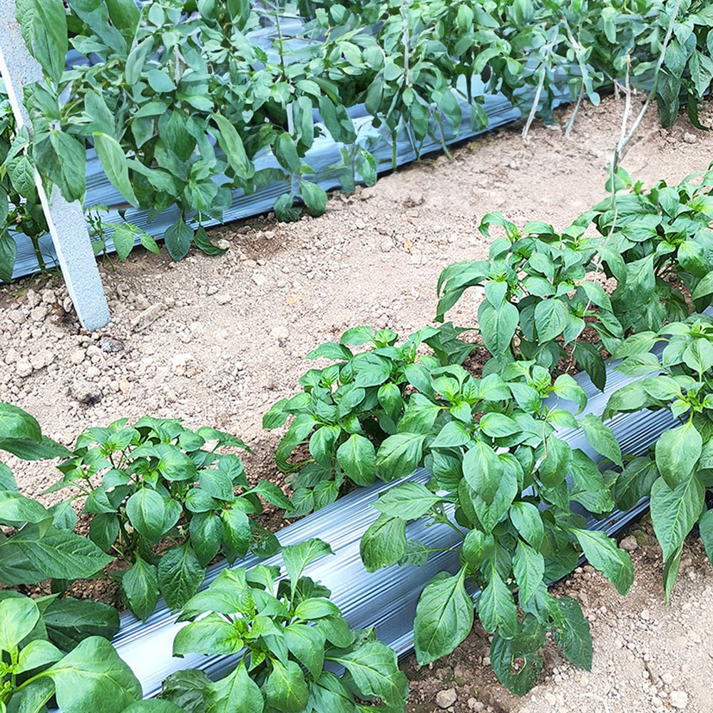 [당일발송] 무드무드 멀칭비닐 유공 주말농장 텃밭용 소량판매 잡초방지 (20%포인트적립)