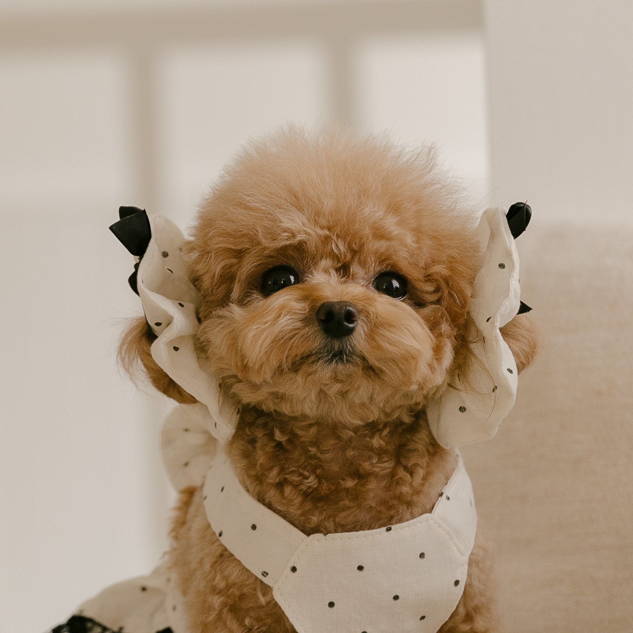 메종 도트 헤어 슈슈