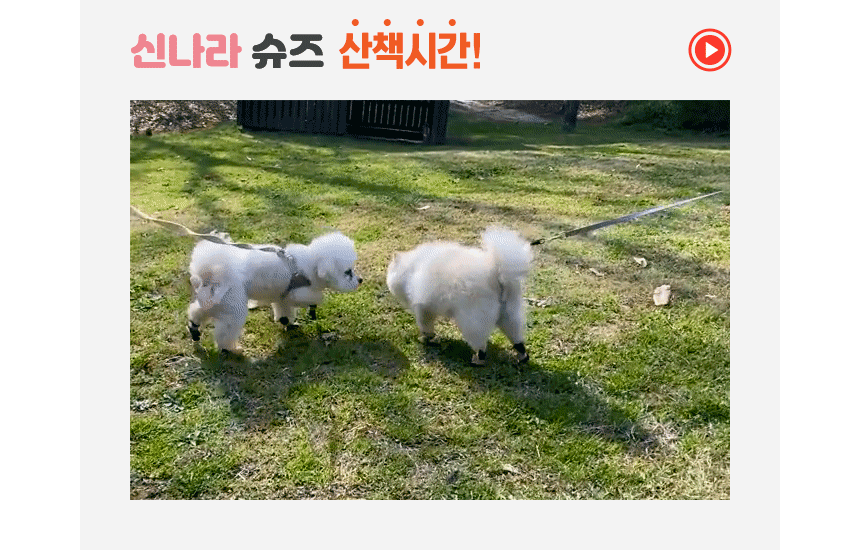흙발 금지! 뽀송발 보장, 신나라 댕댕이 산책 슈즈 (80매-소형)