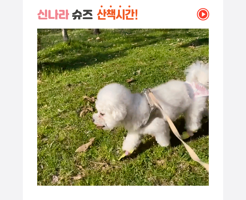 흙발 금지! 뽀송발 보장, 신나라 댕댕이 산책 슈즈 (80매-초소형)