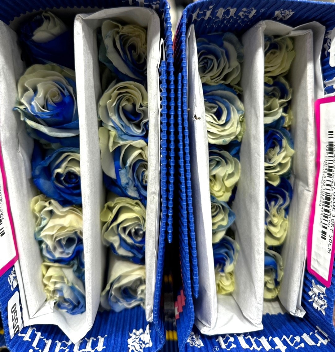 블루화이트