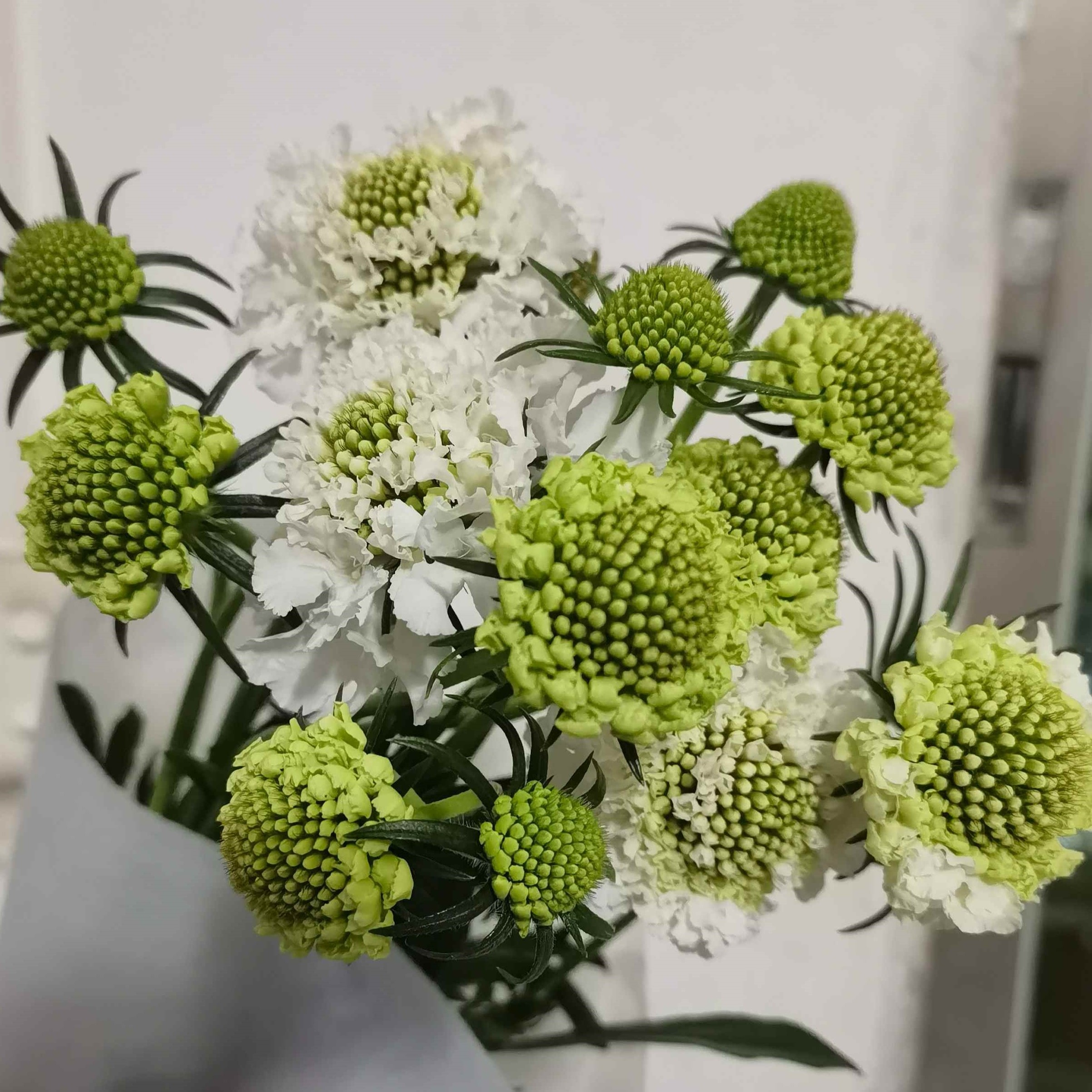 스카비오사 화이트