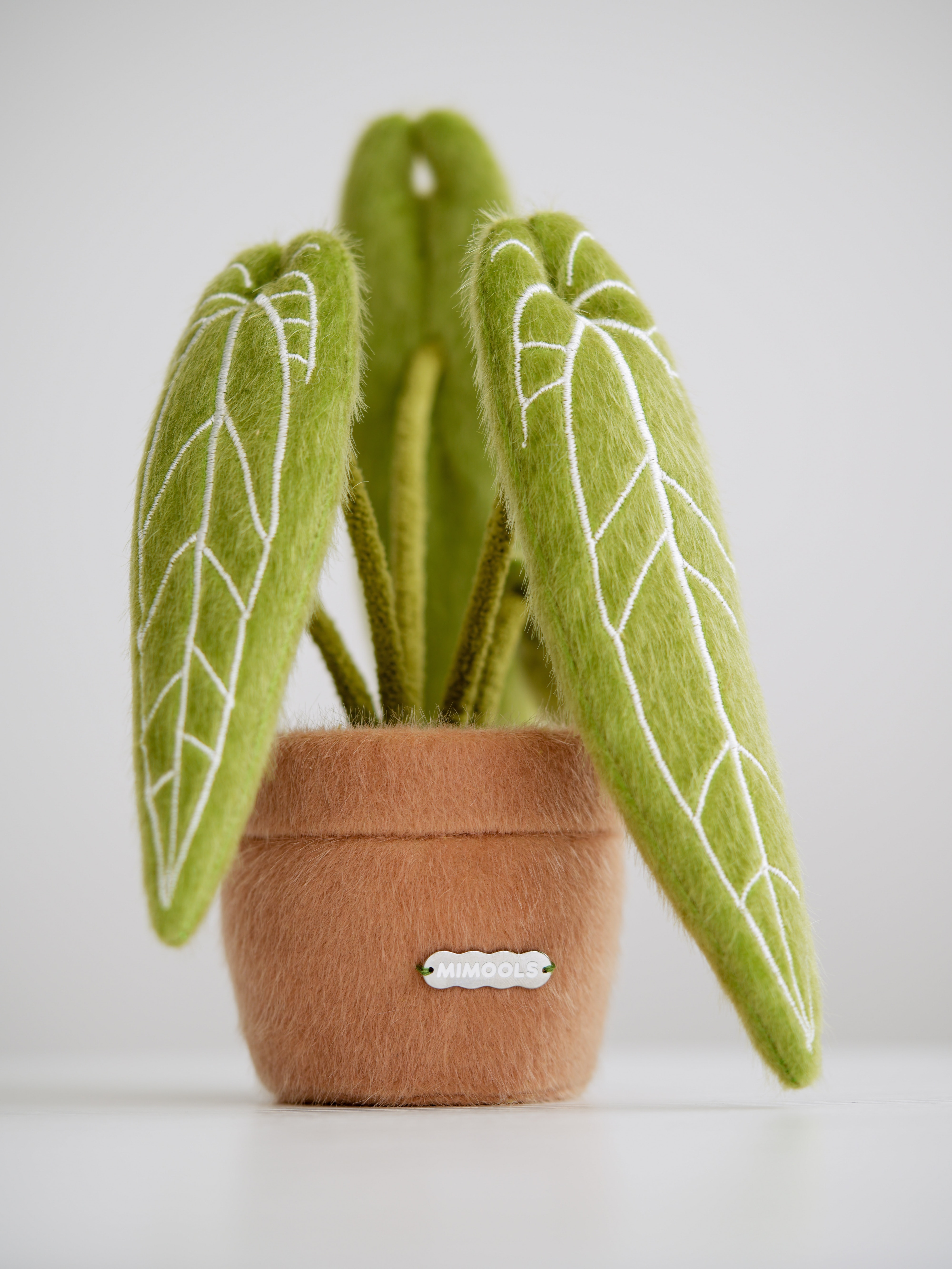 Anthurium Pot