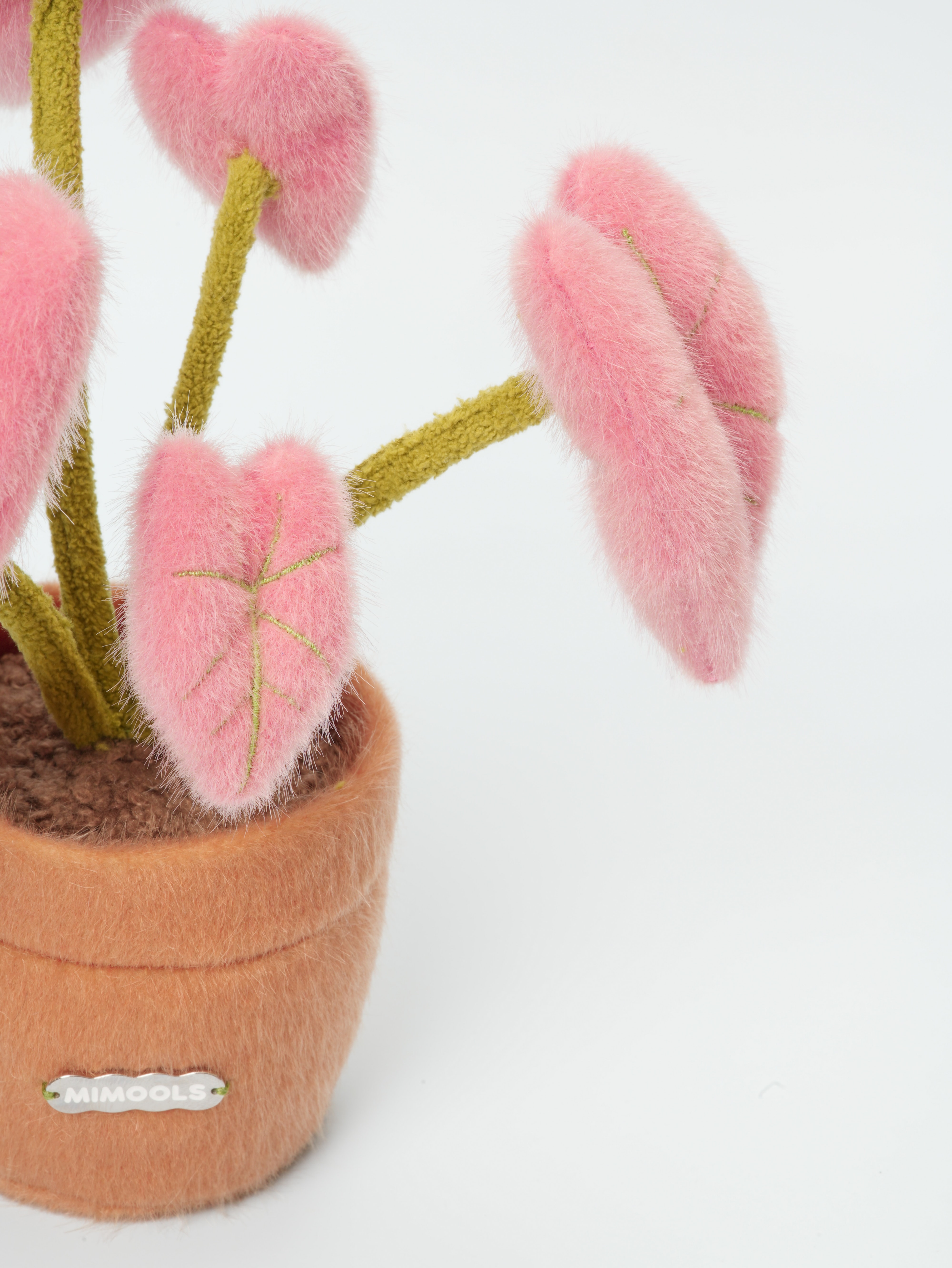 Pink Caladium Pot