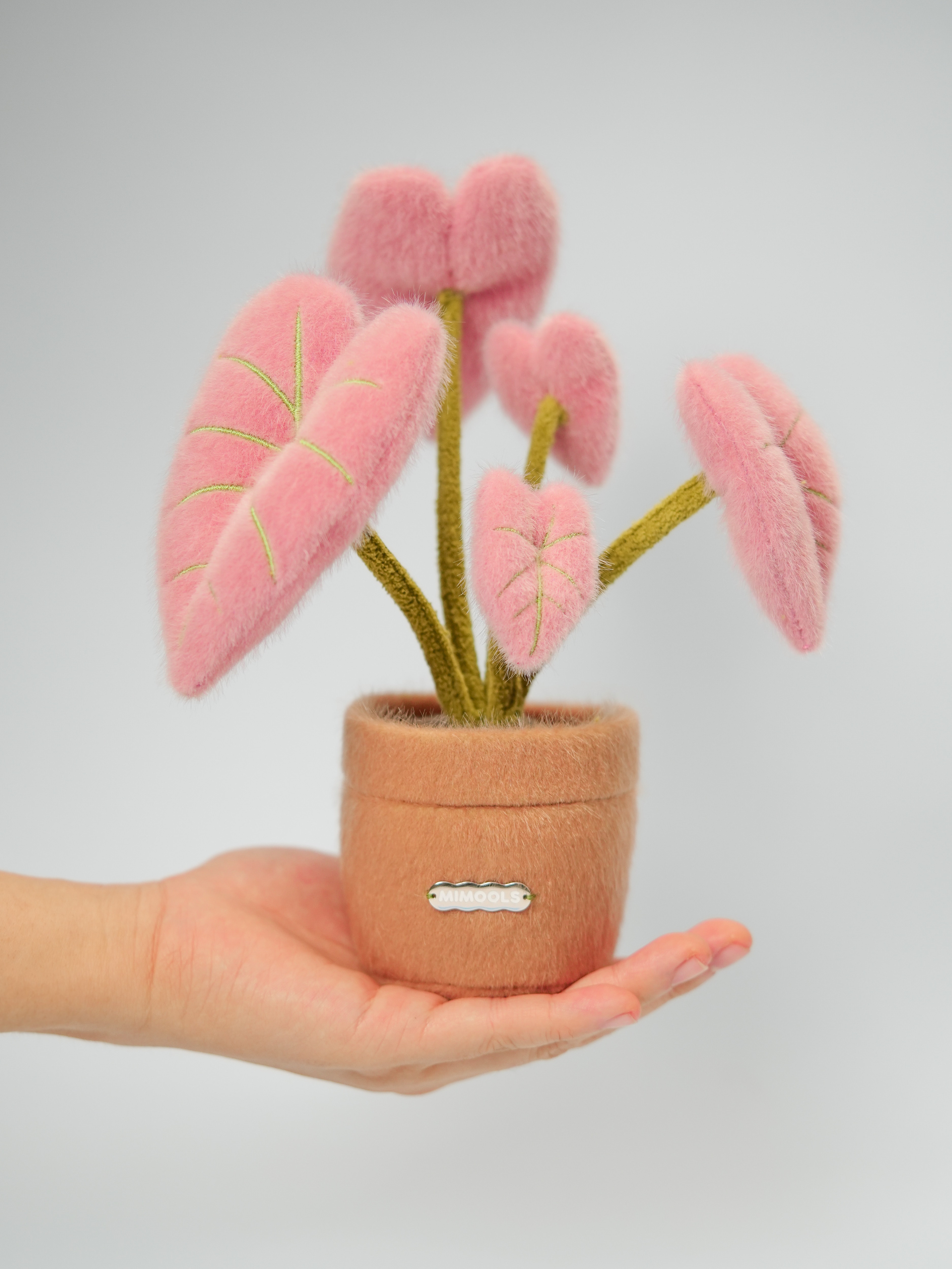 Pink Caladium Pot