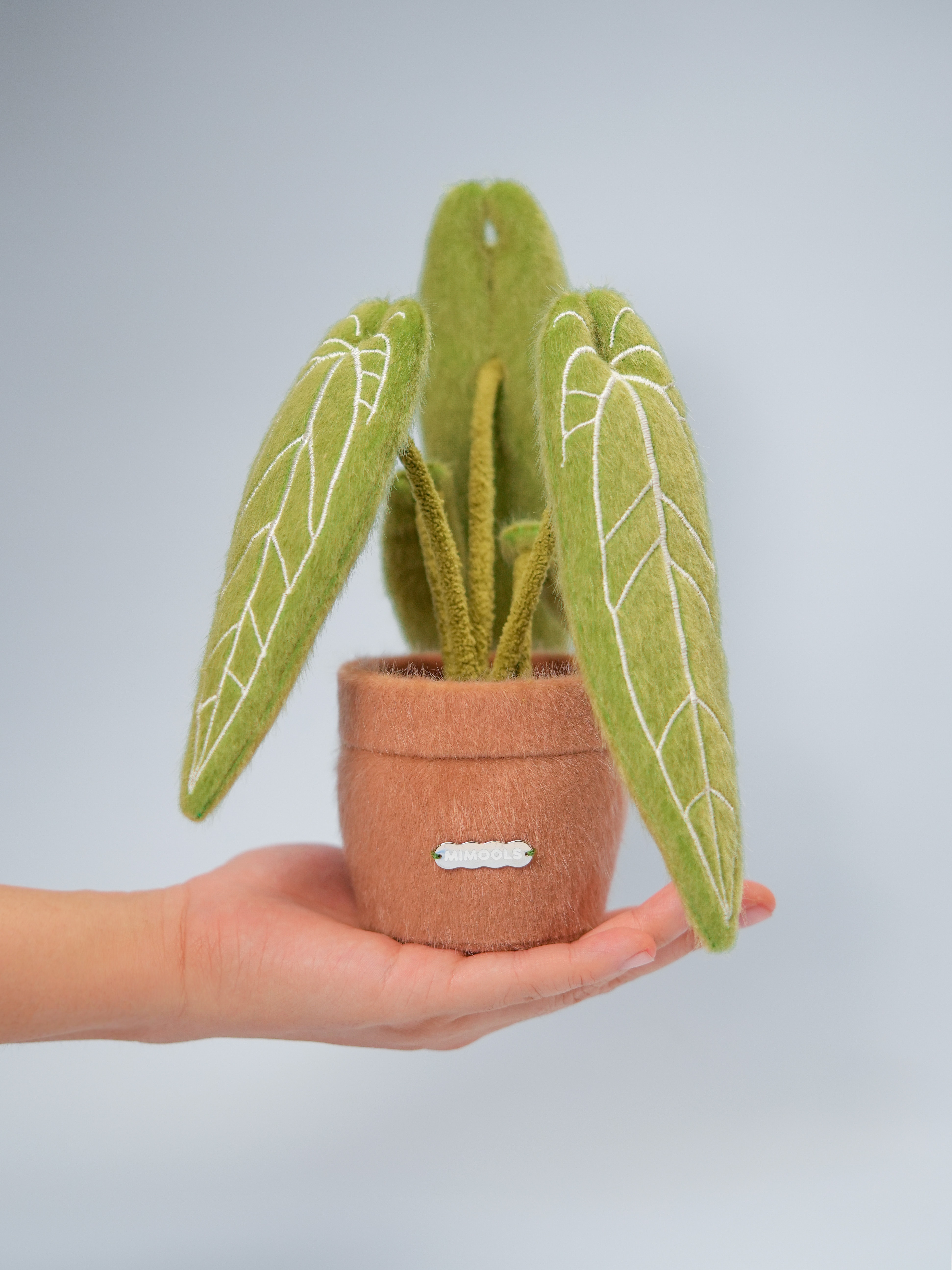 Anthurium Pot