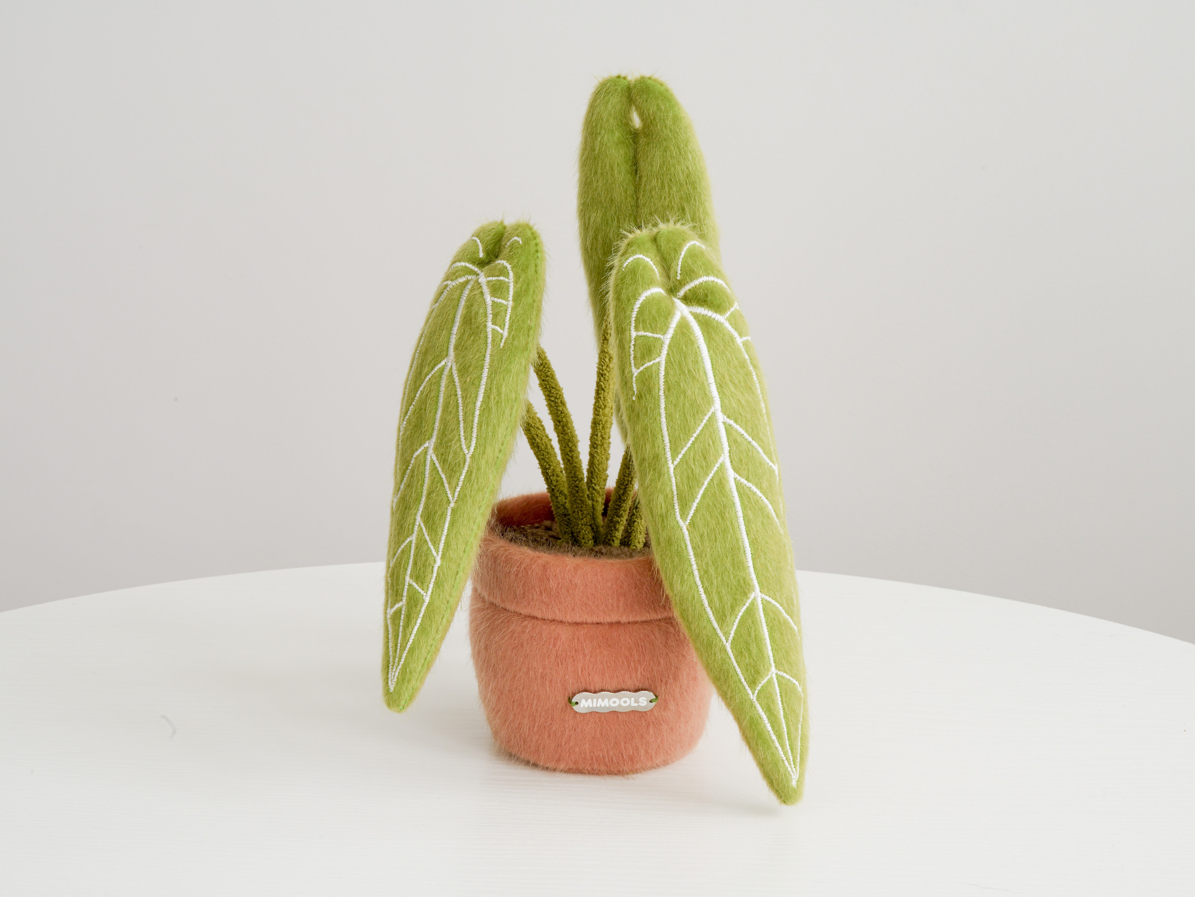 Anthurium Pot