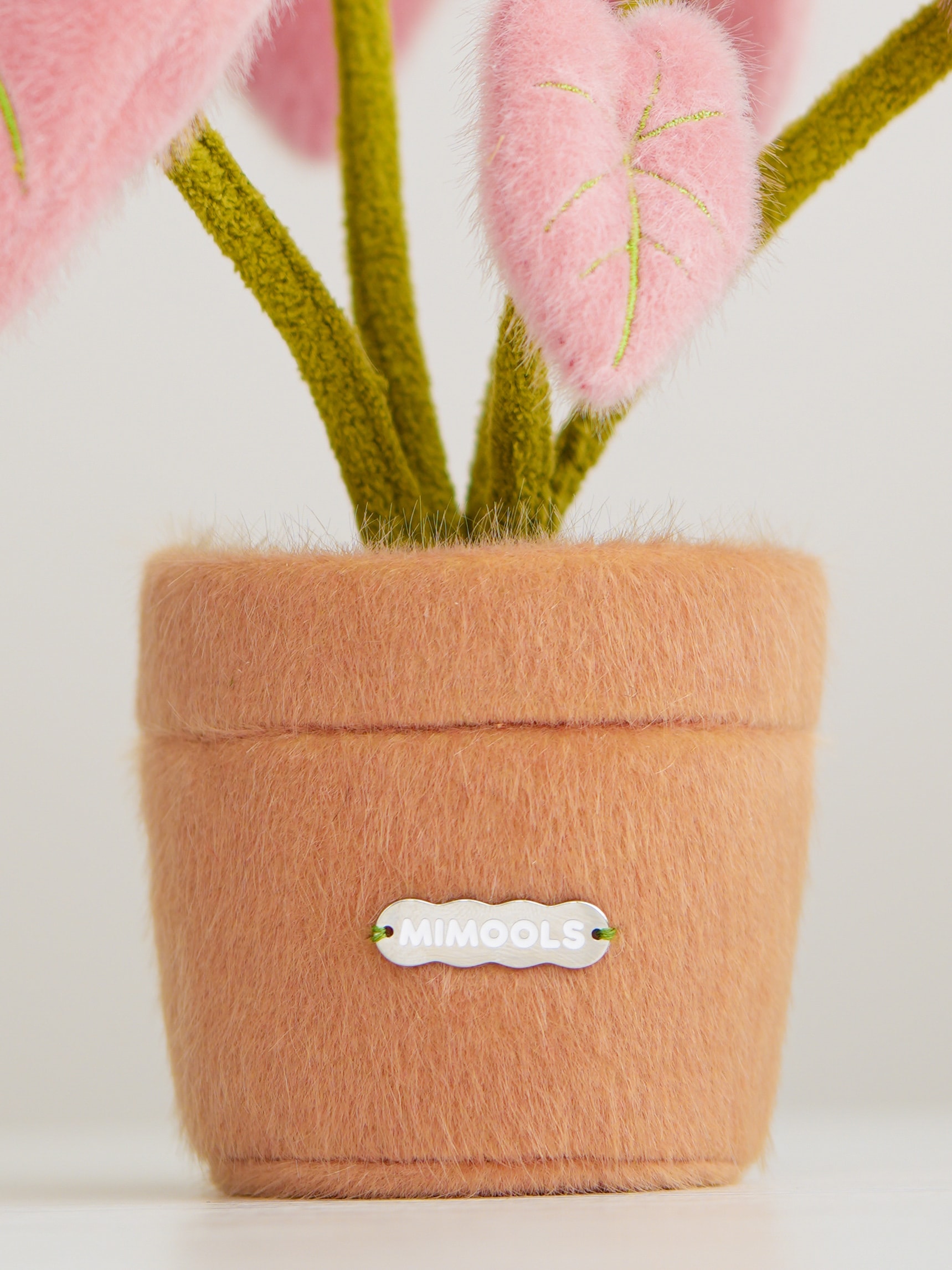 Pink Caladium Pot