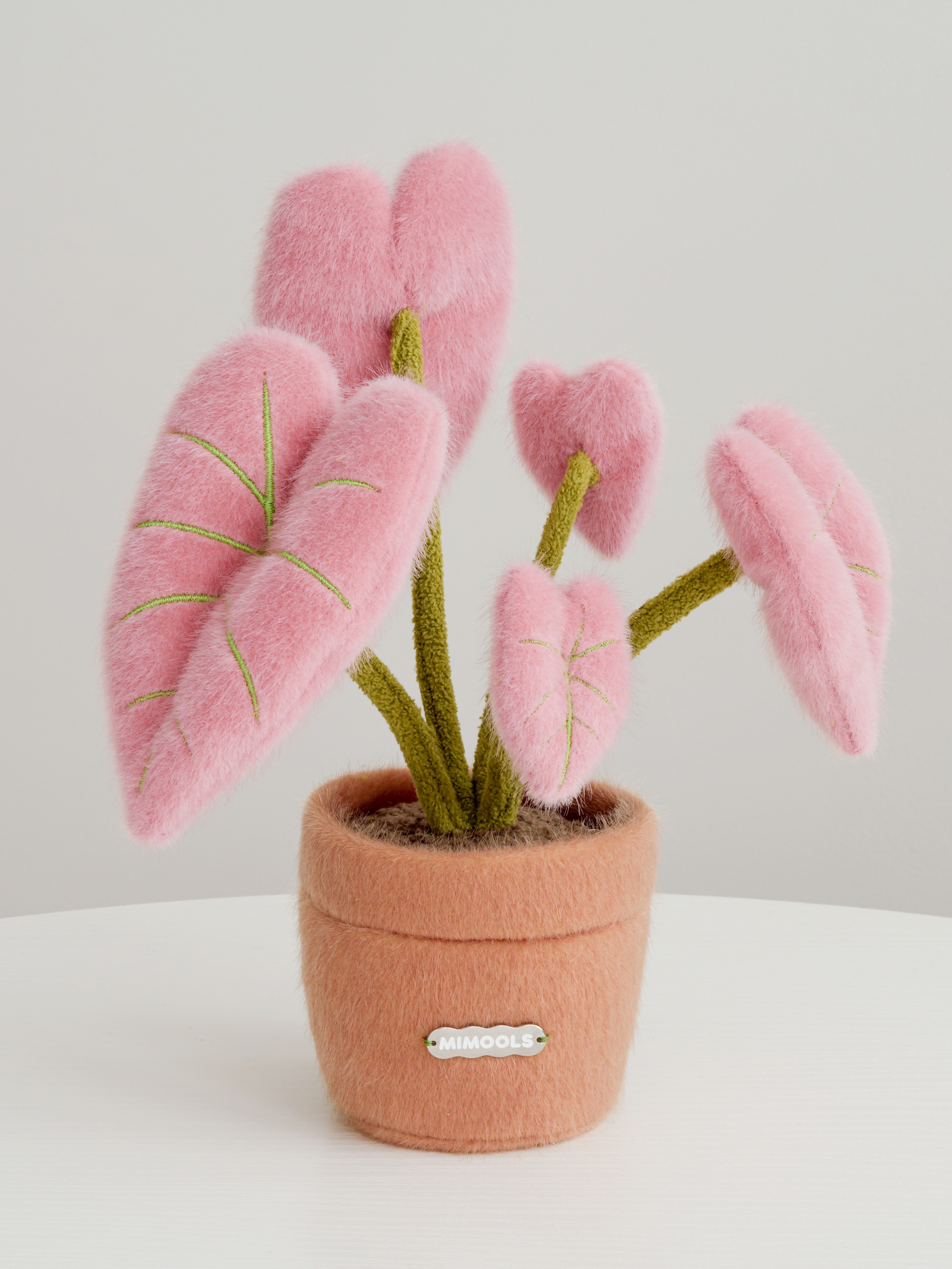 Pink Caladium Pot