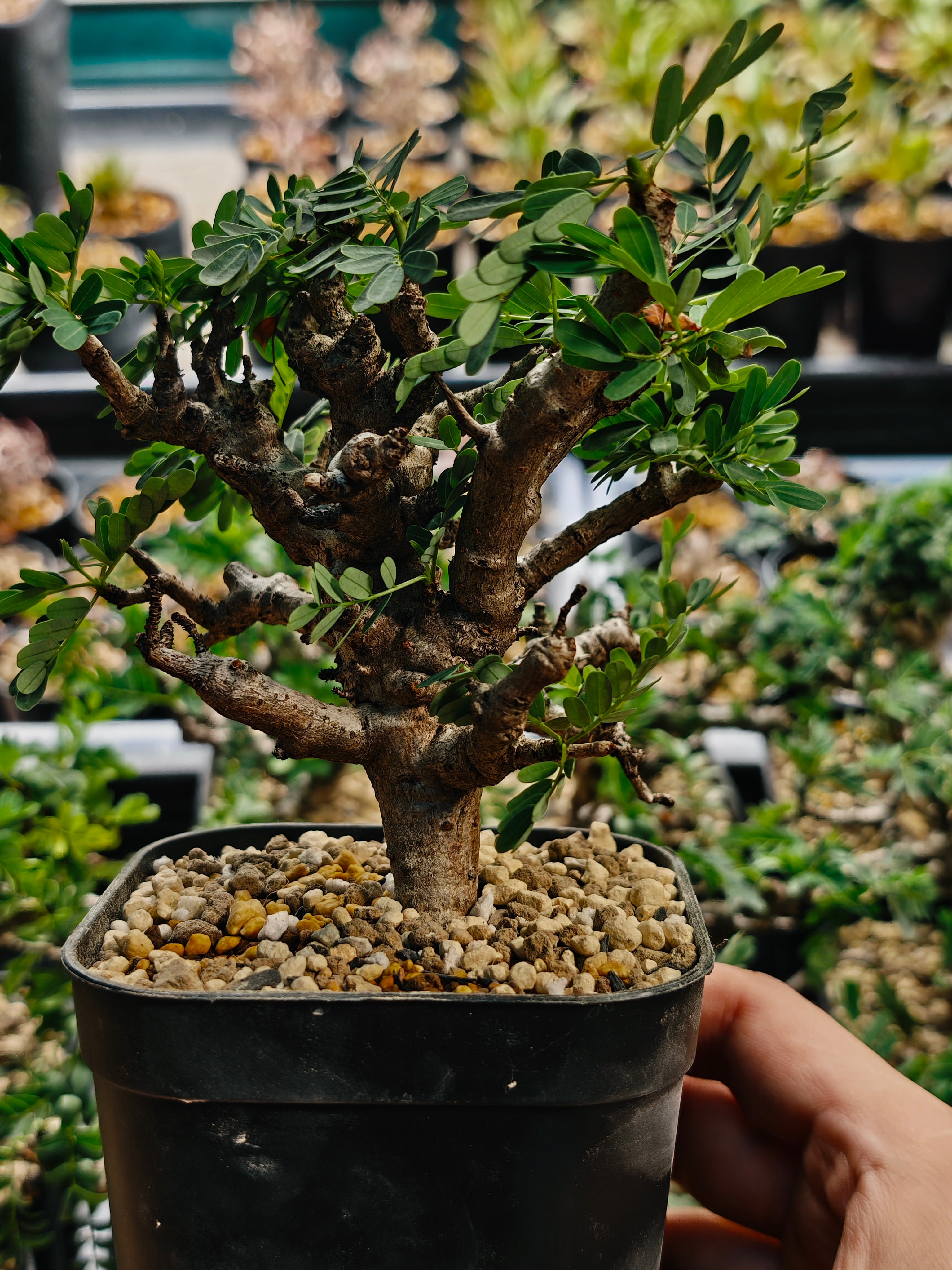 Senna meridionalis 26-09
