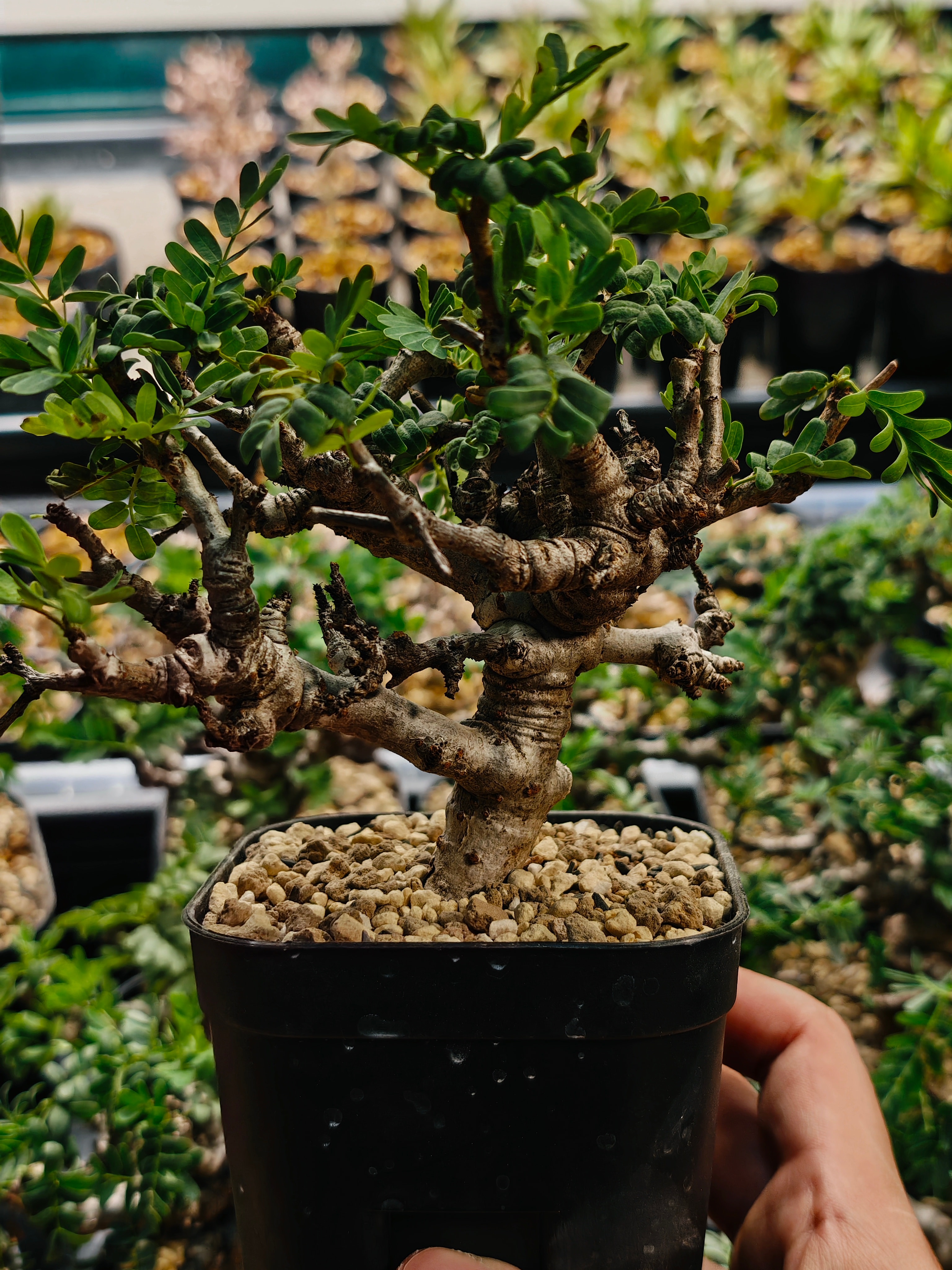 Senna meridionalis 26-08