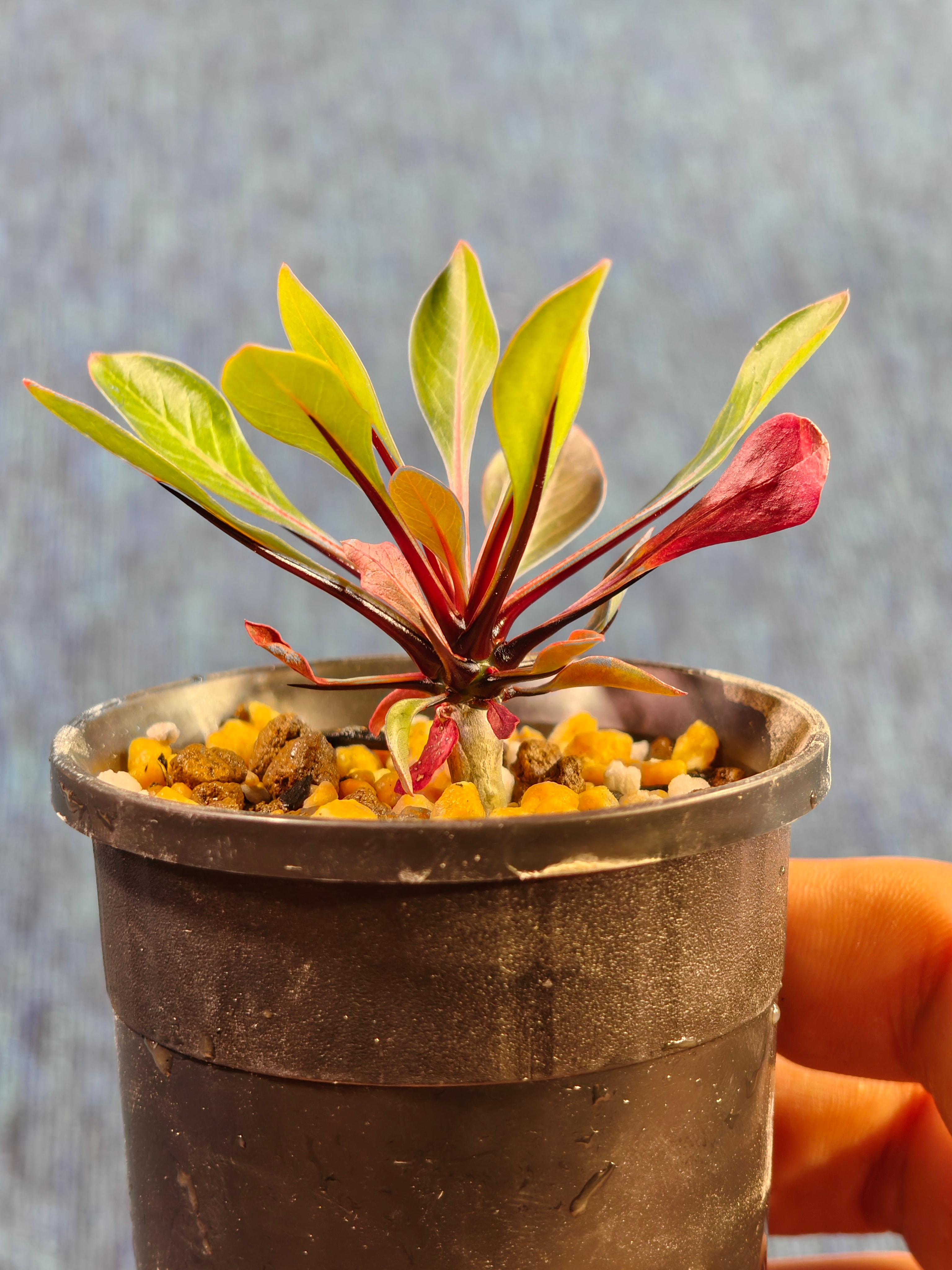 Fouquieria fasciculata 26-10