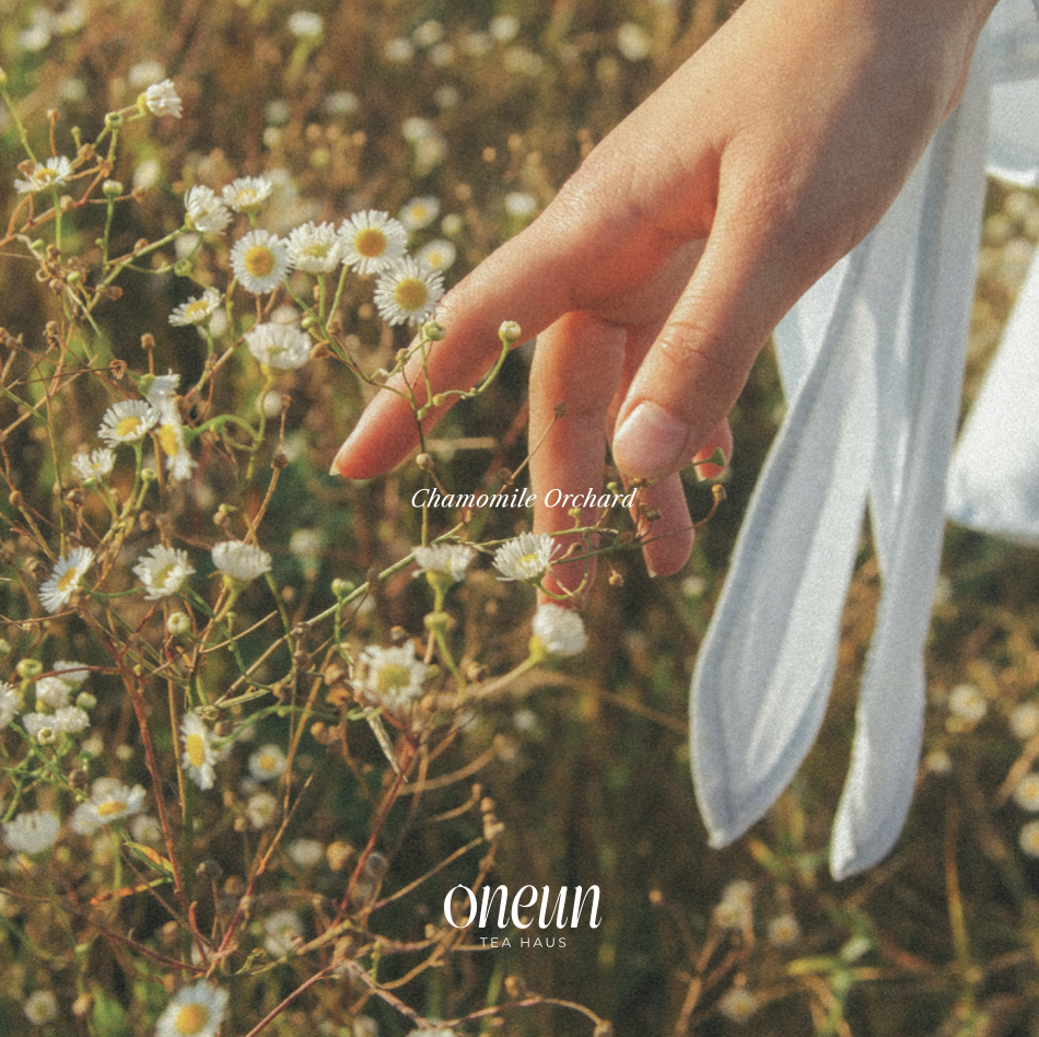 캐모마일 오차드 Chamomile Orchard (캐모마일 블렌드)