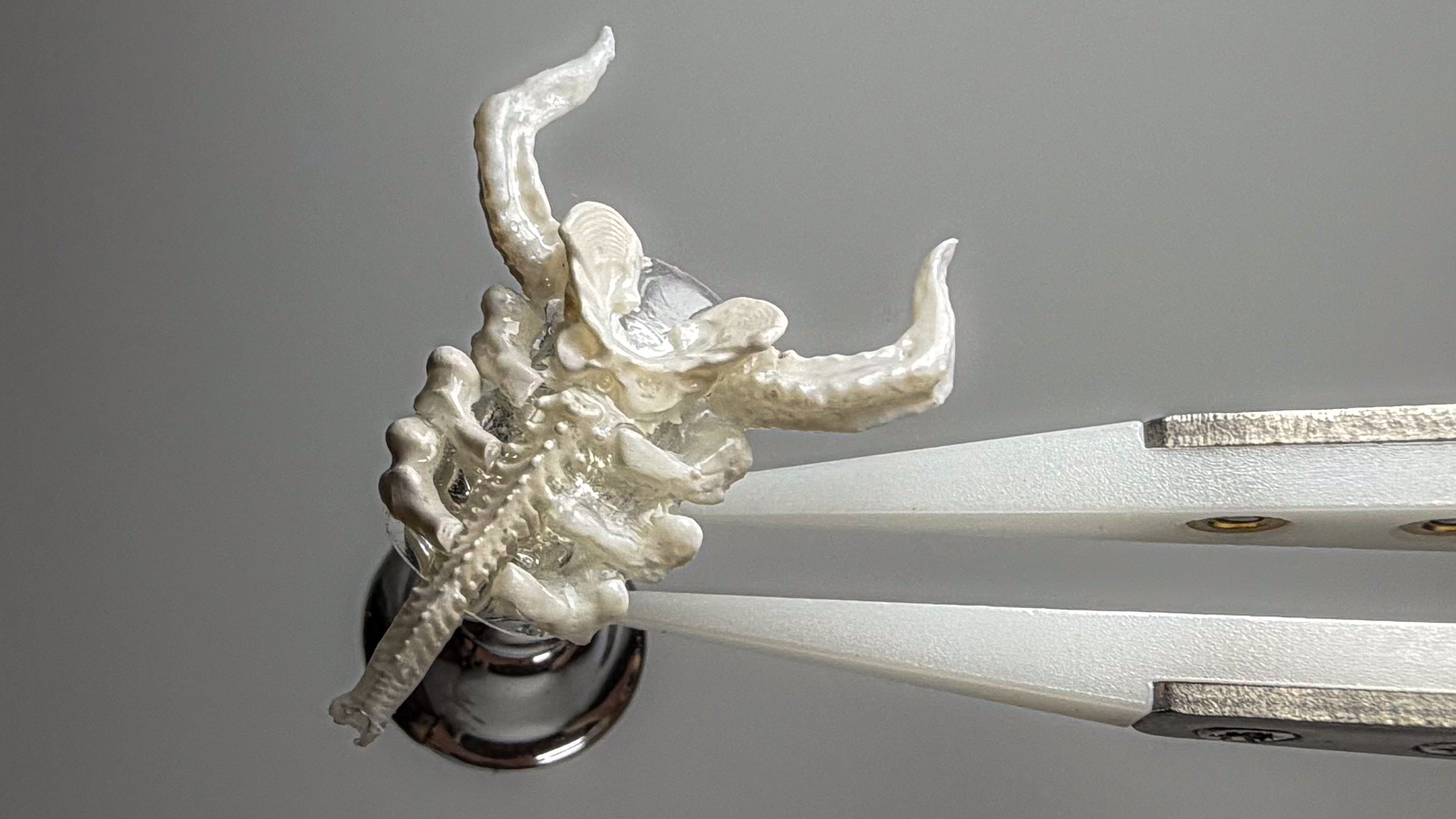 bone