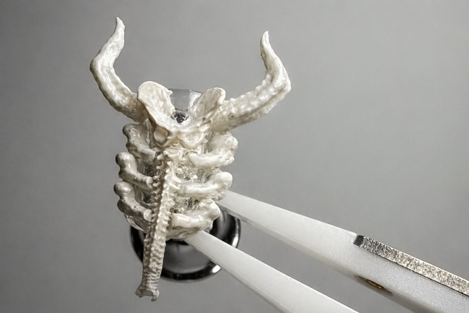 bone