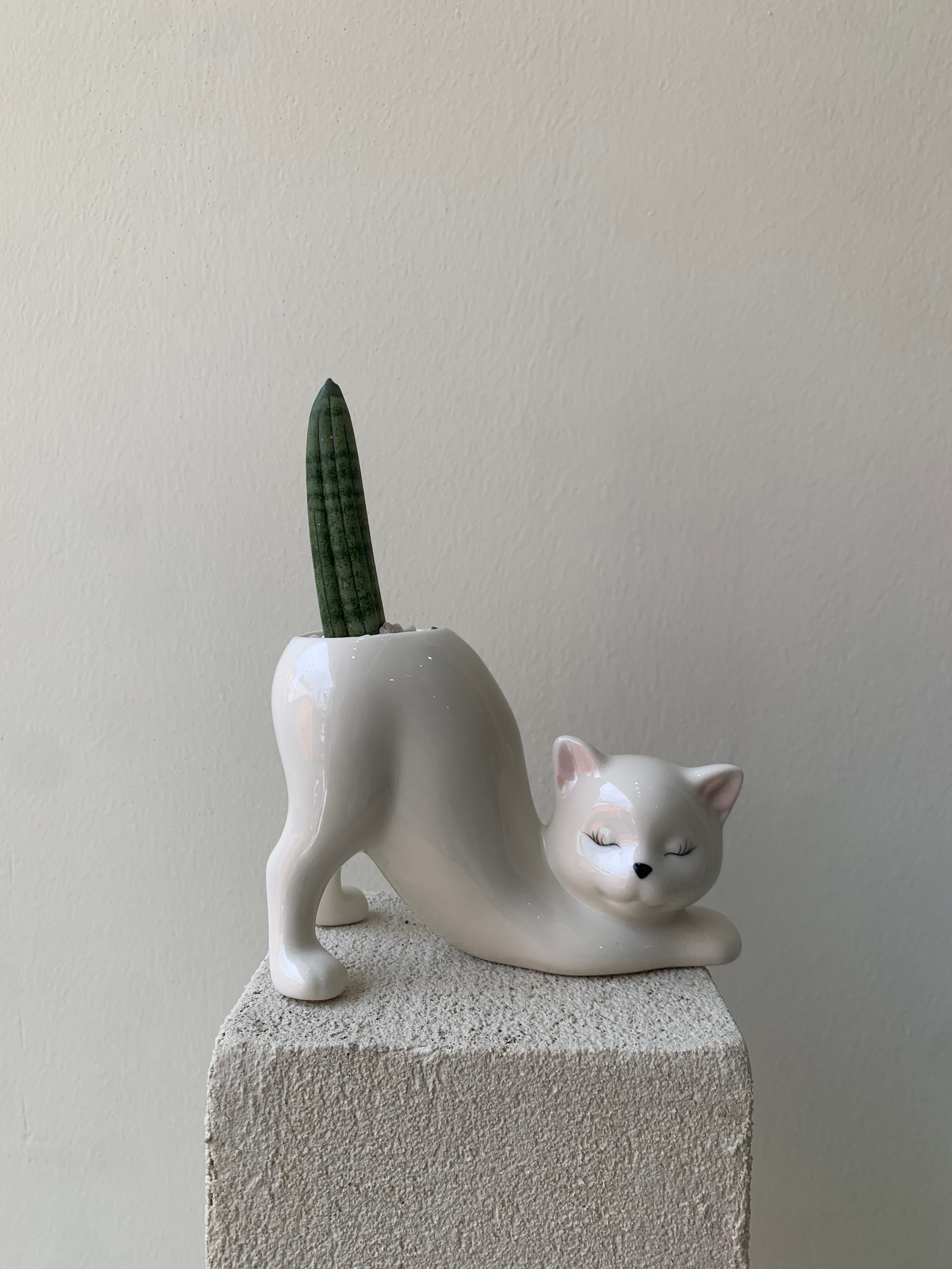 스투키