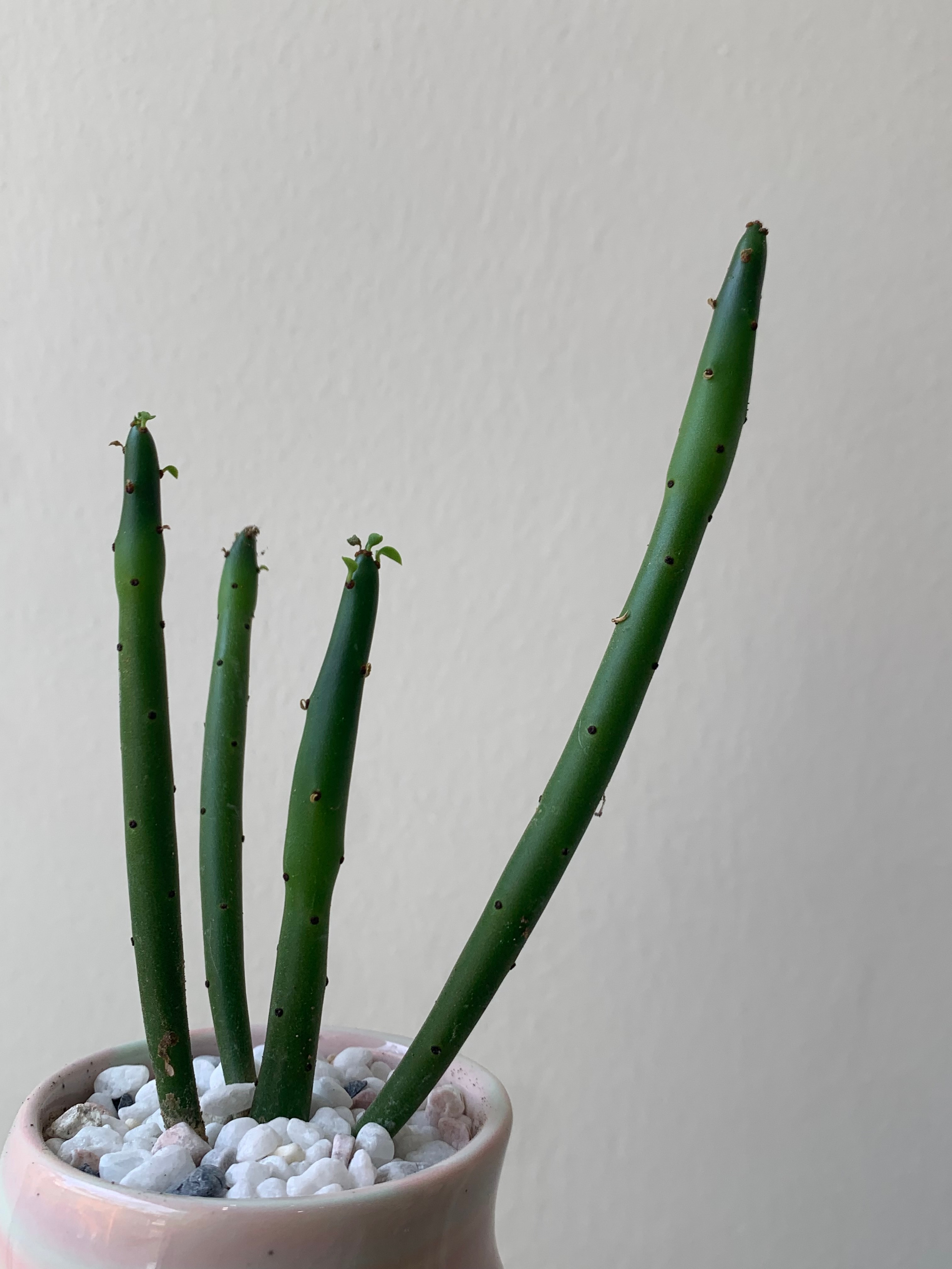연필 선인장