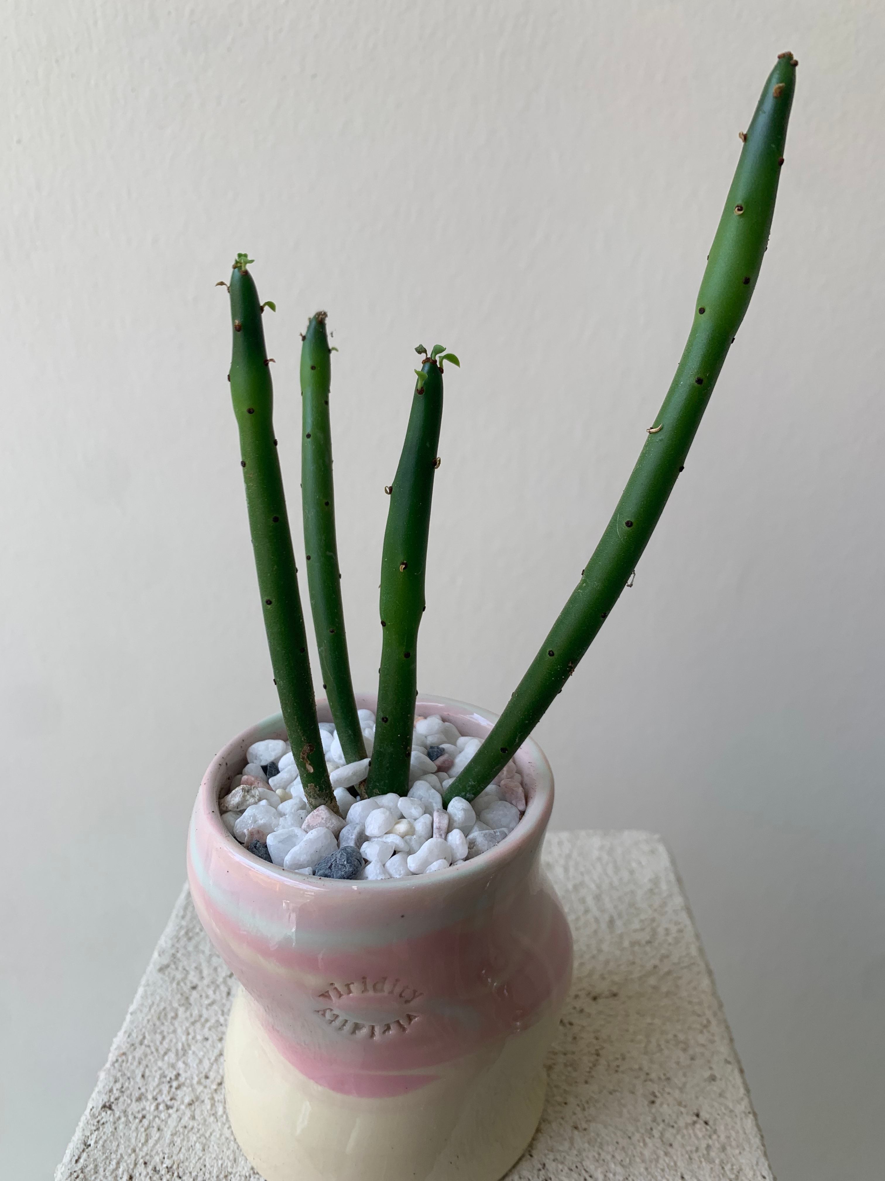 연필 선인장