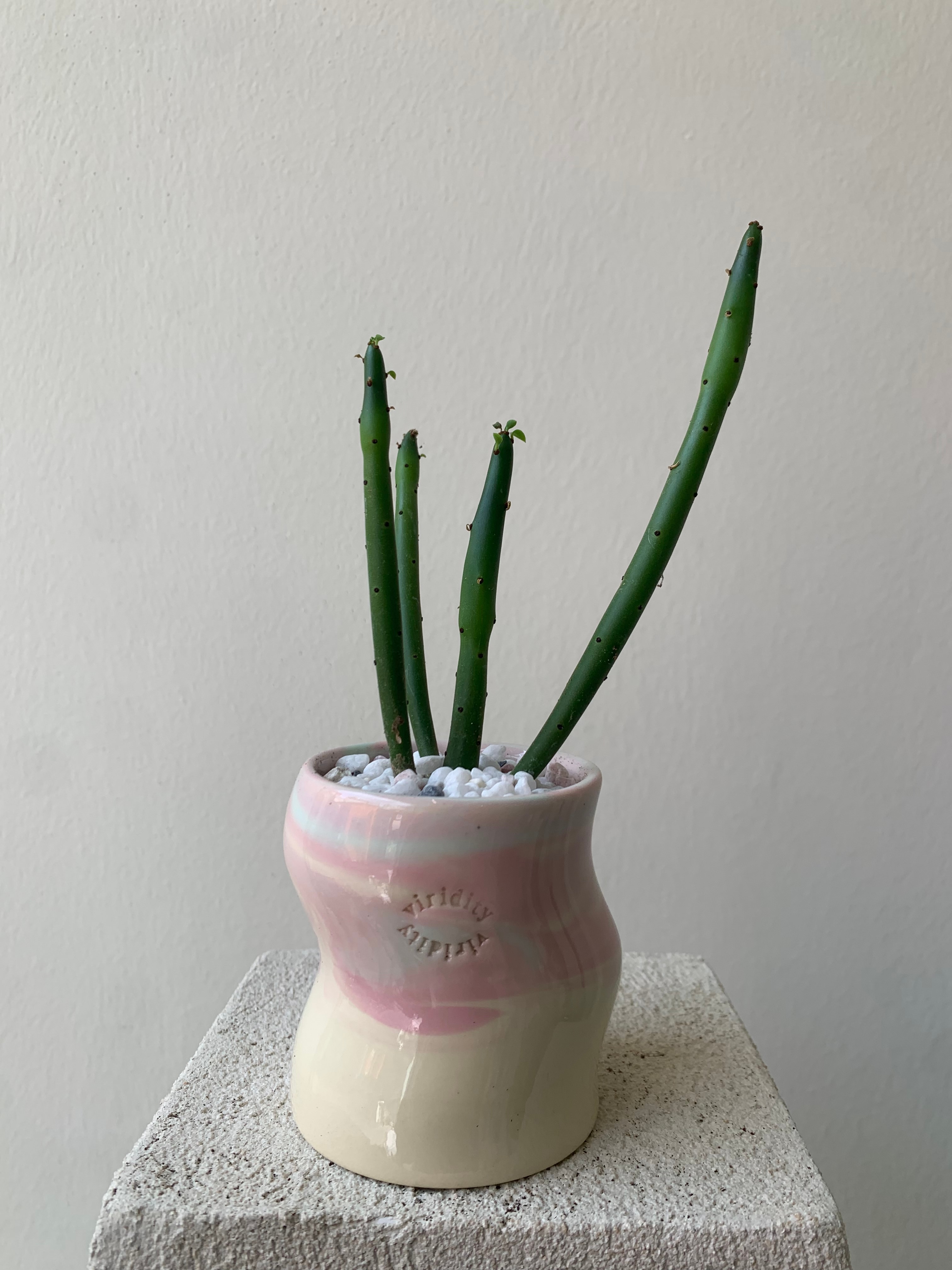 연필 선인장