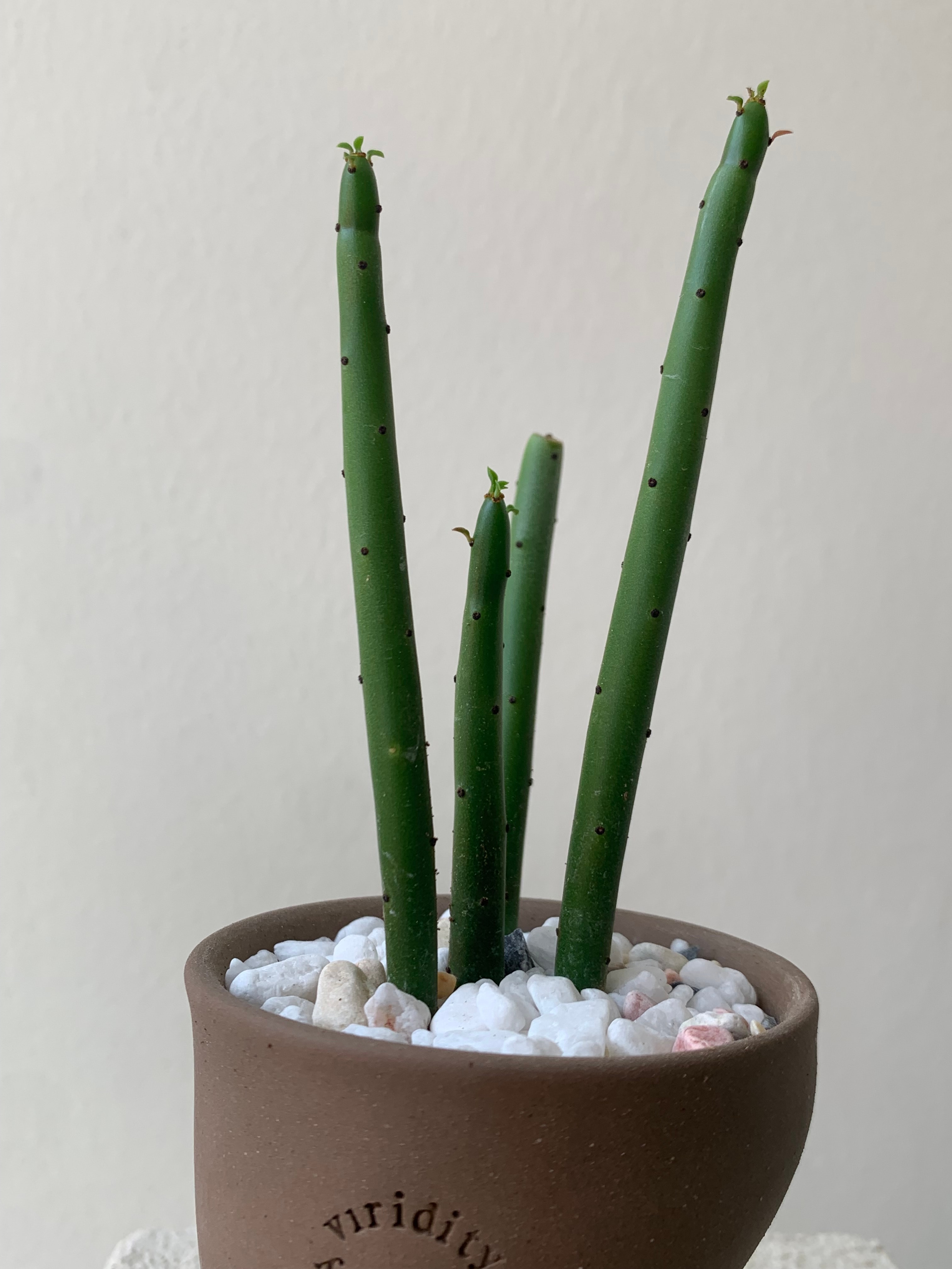 연필 선인장