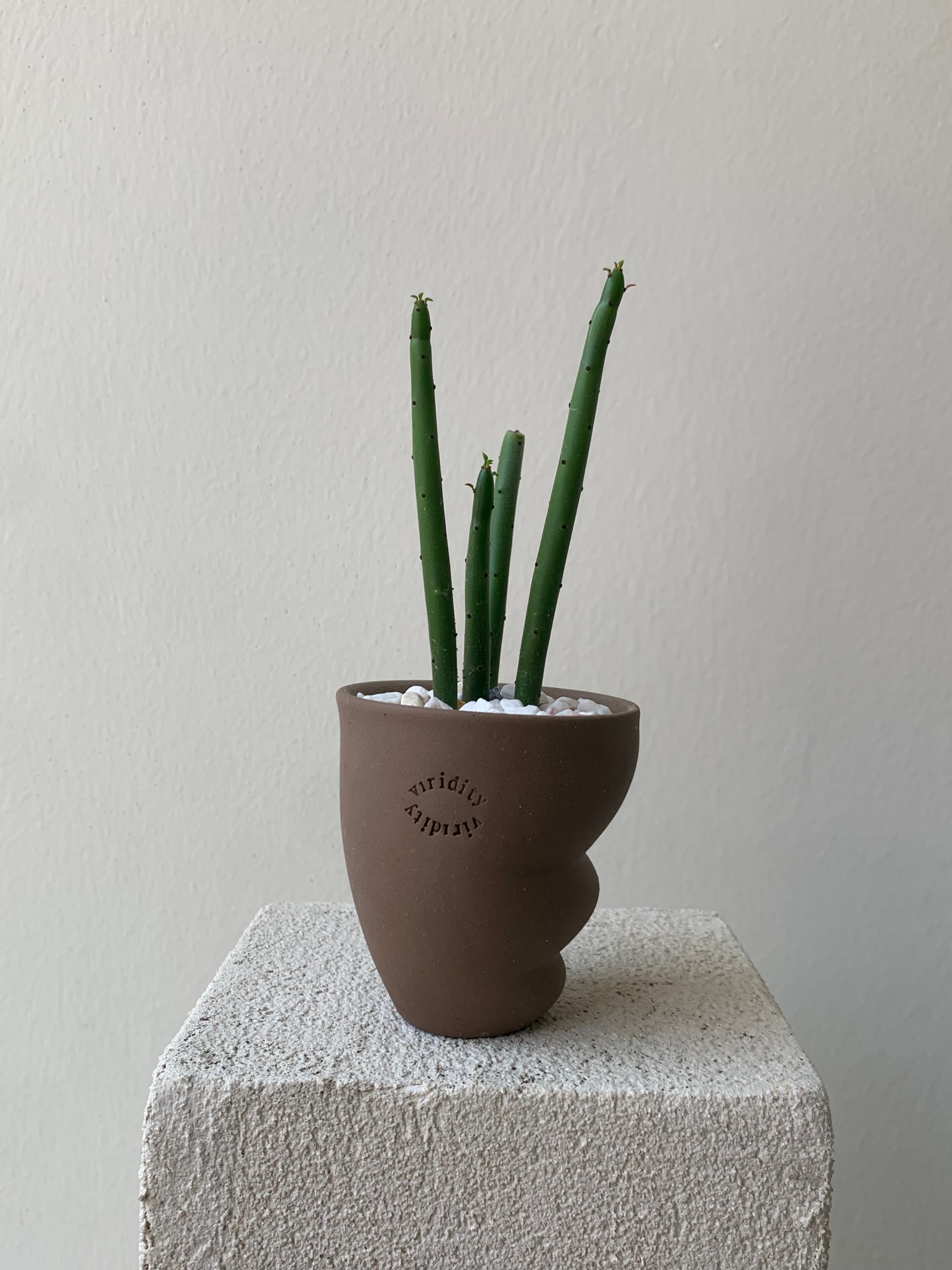 연필 선인장