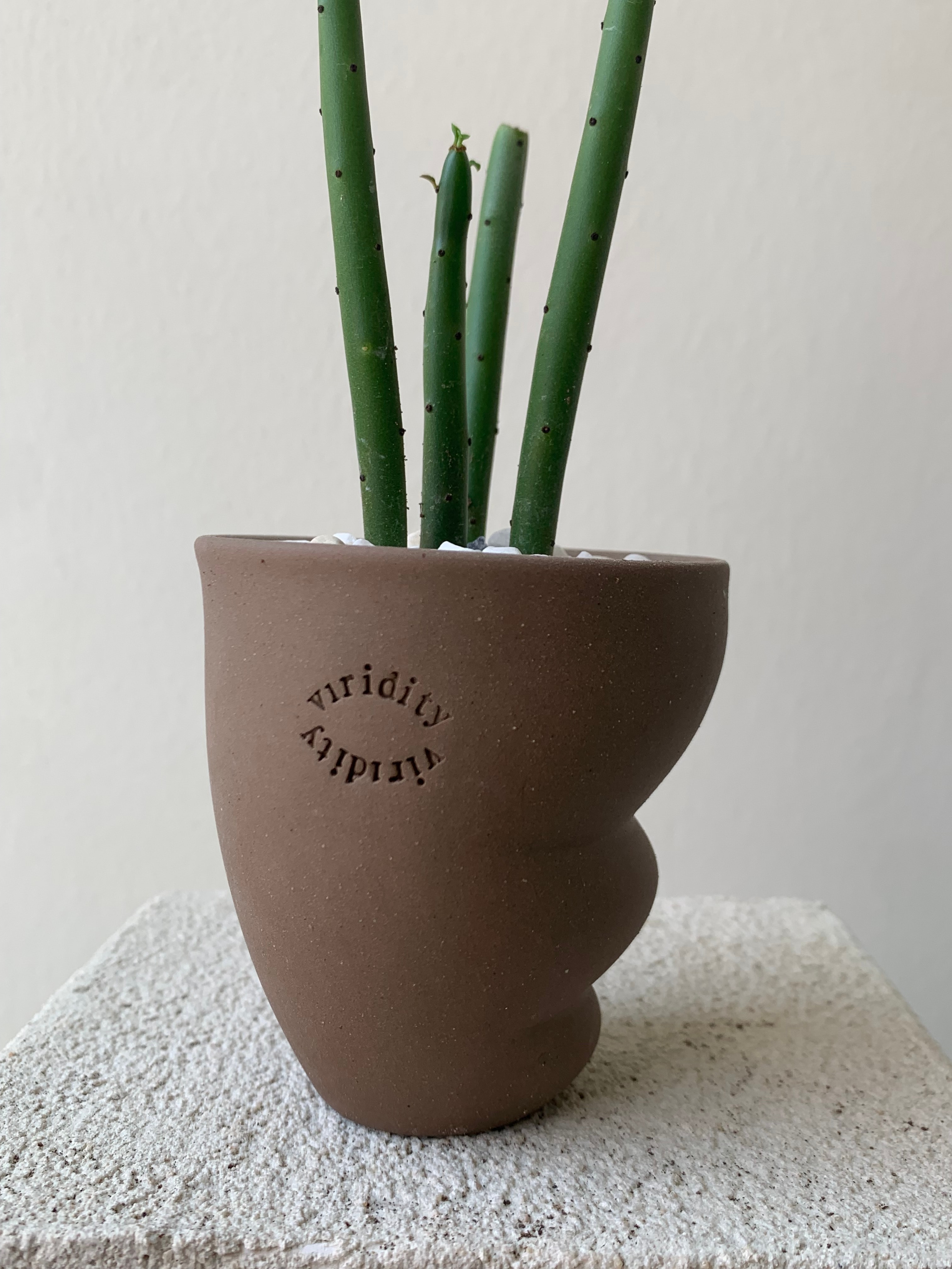 연필 선인장