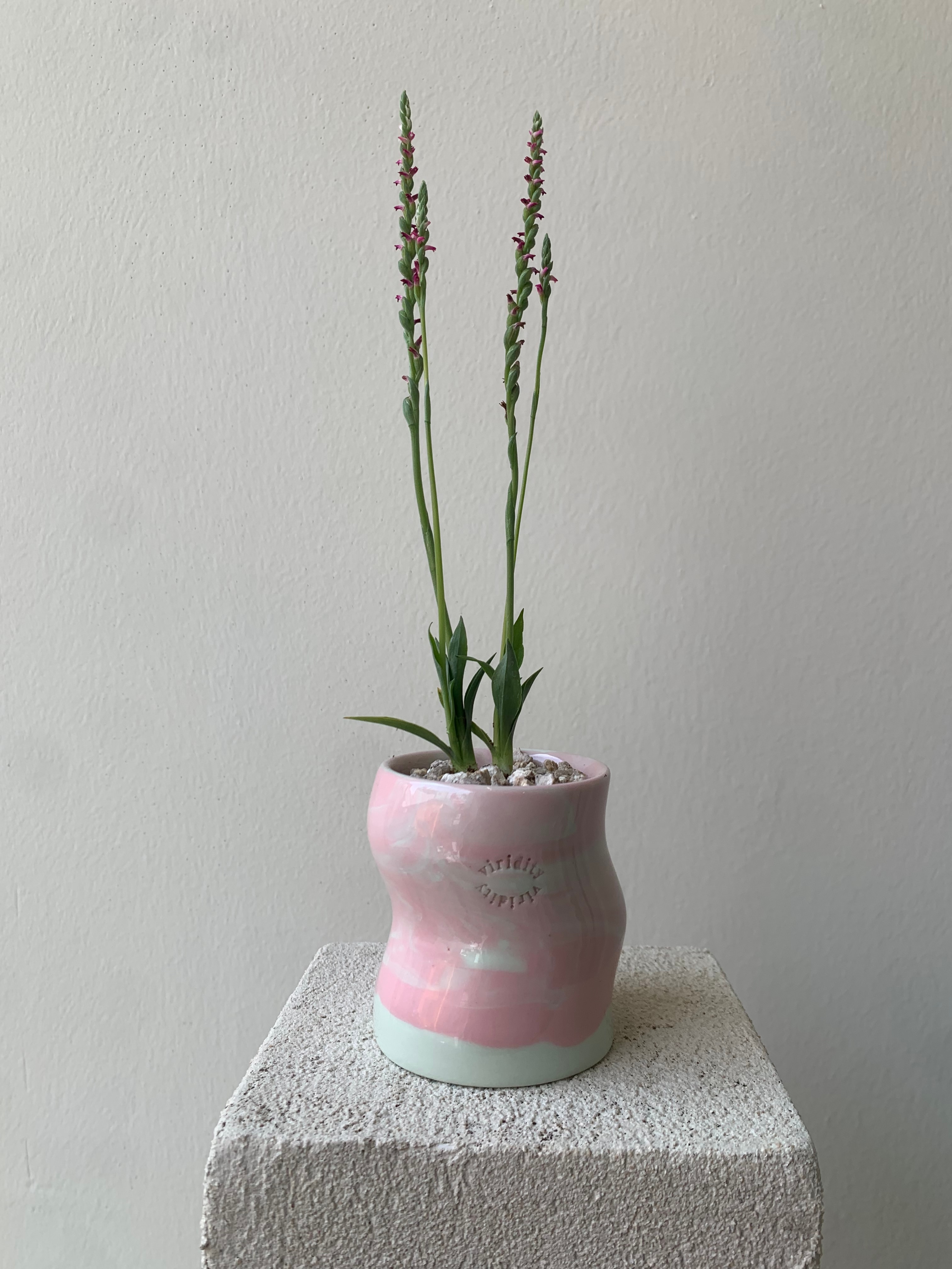 타래 난초