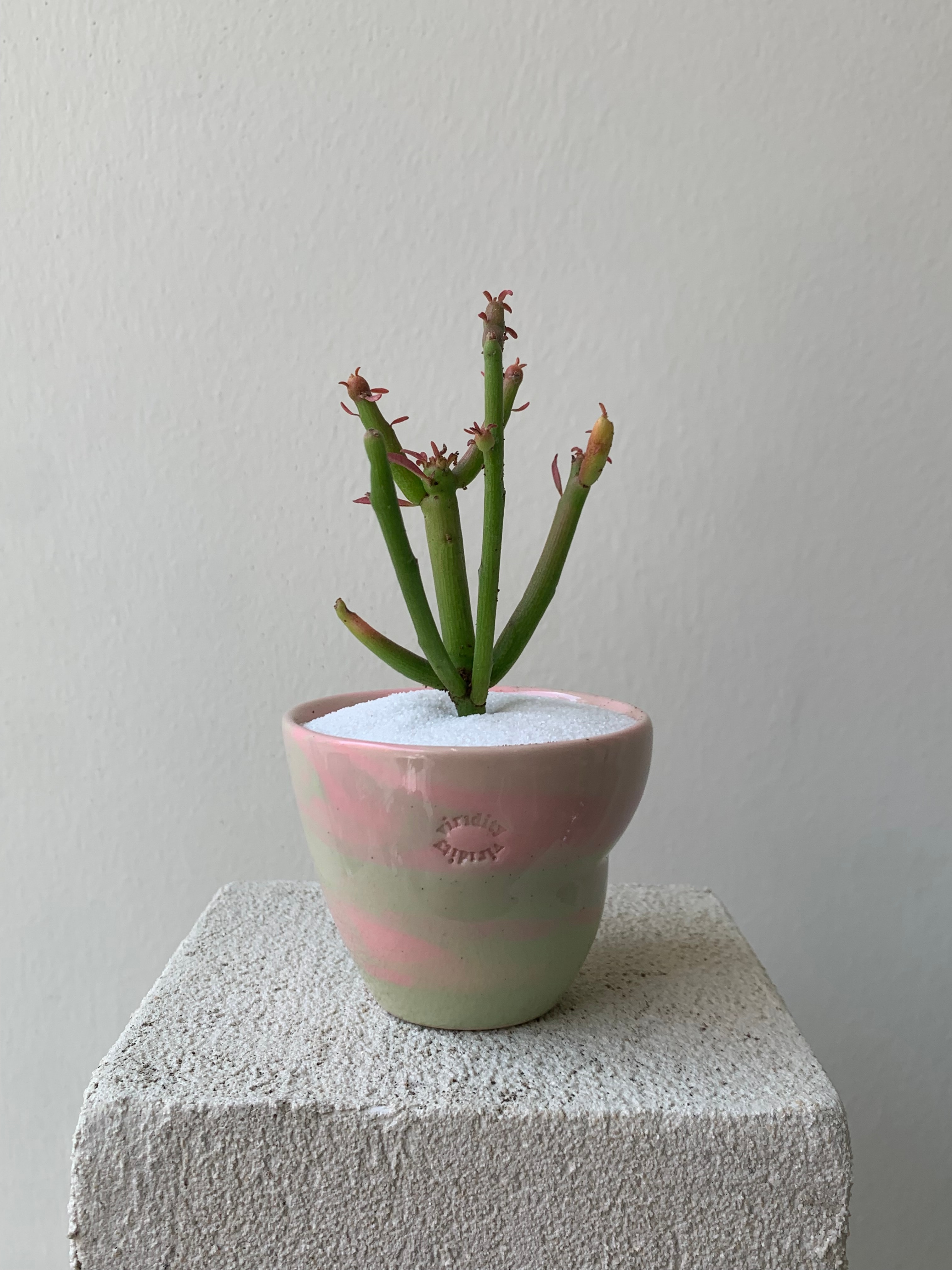 파티 오라금