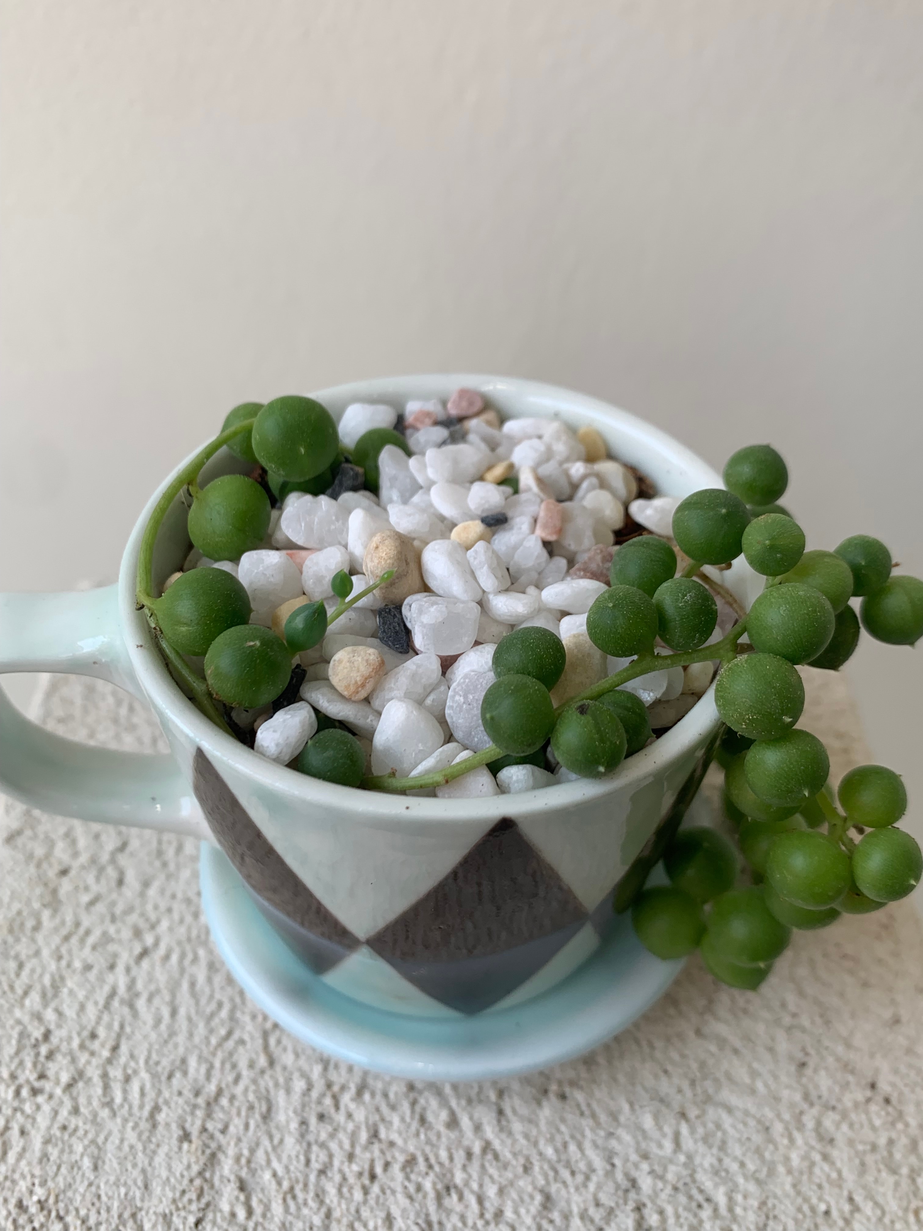 녹영(콩란)