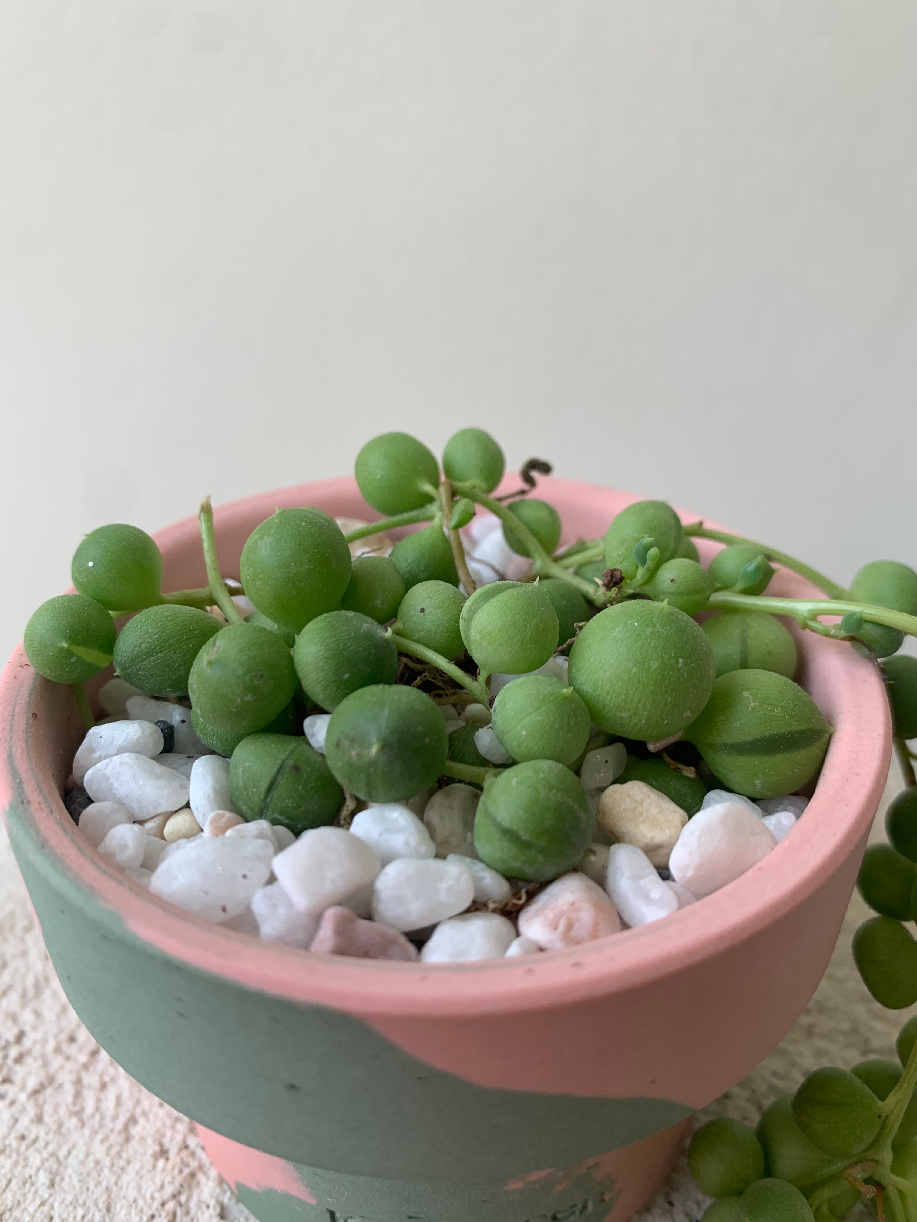 녹영(콩란)