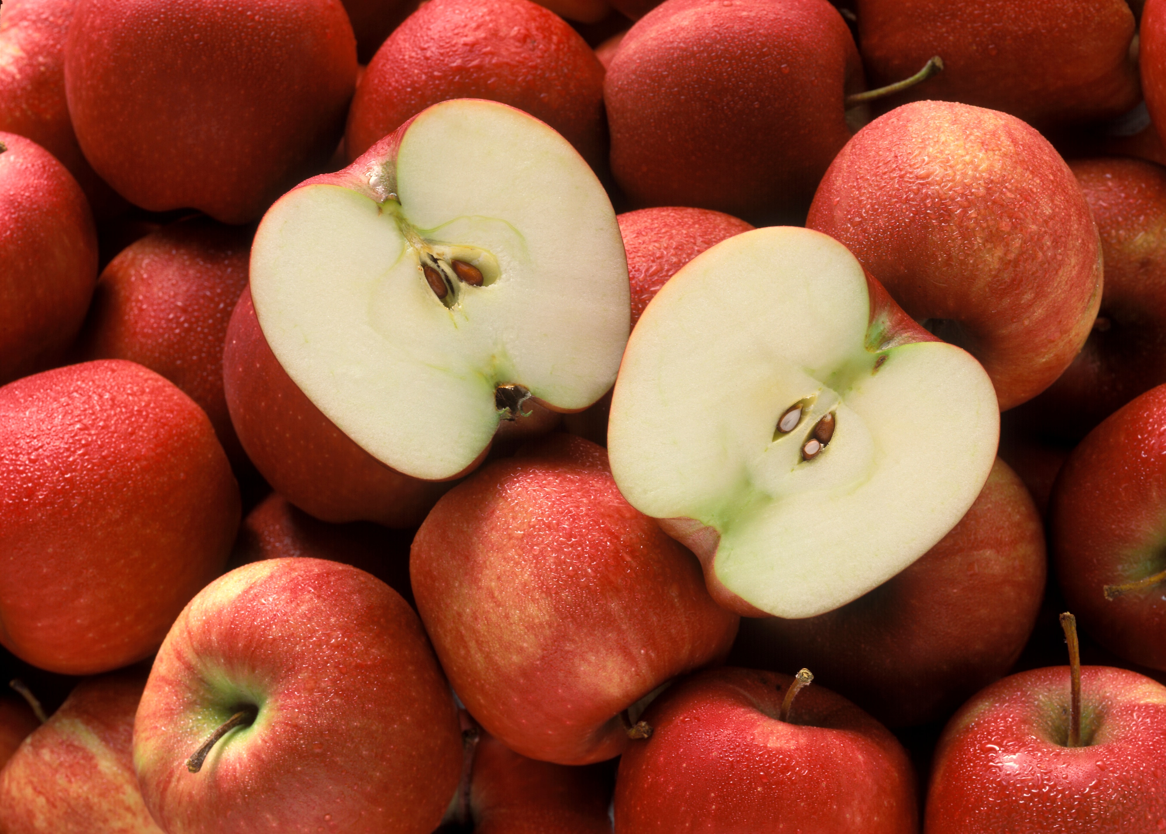 홍로사과