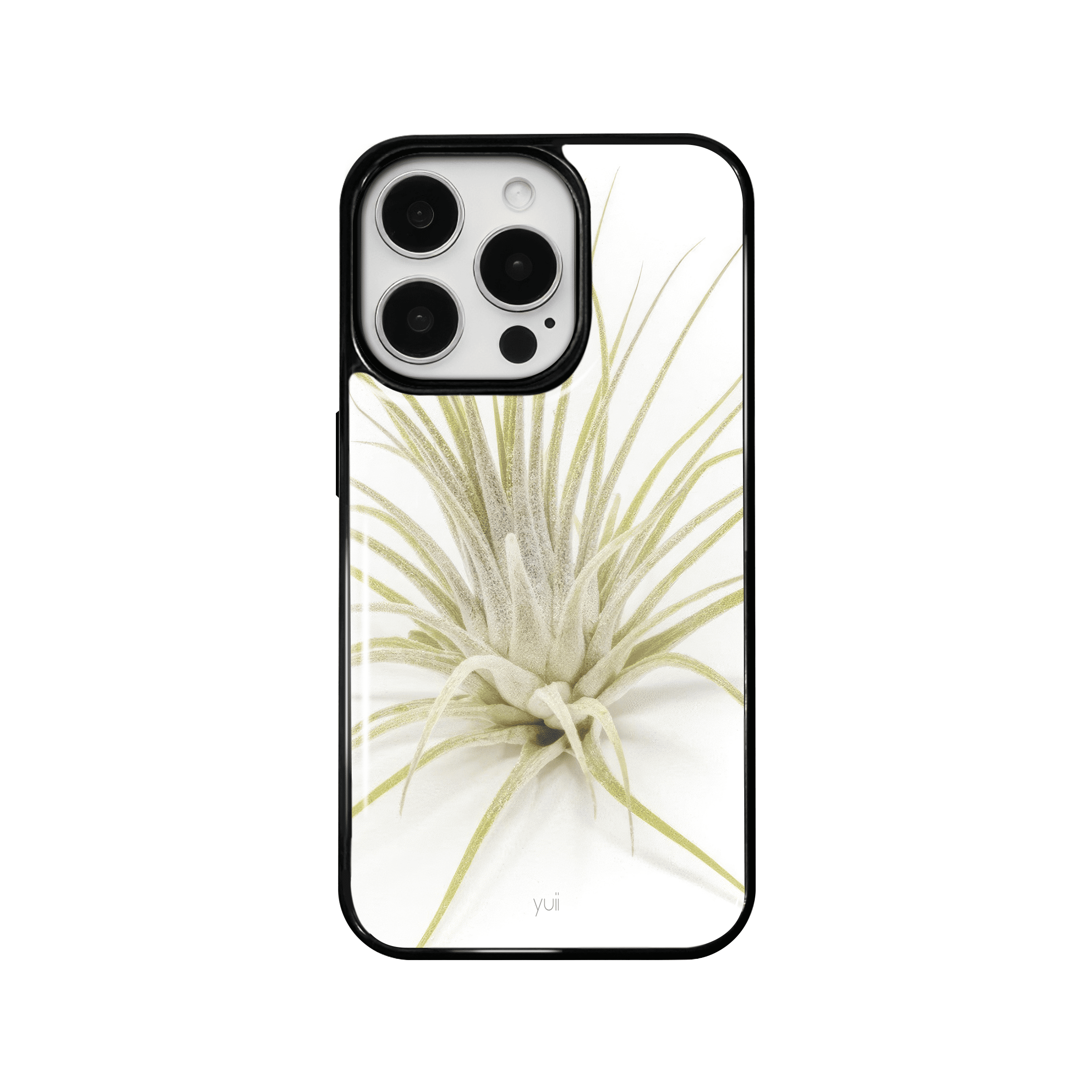 ionantha