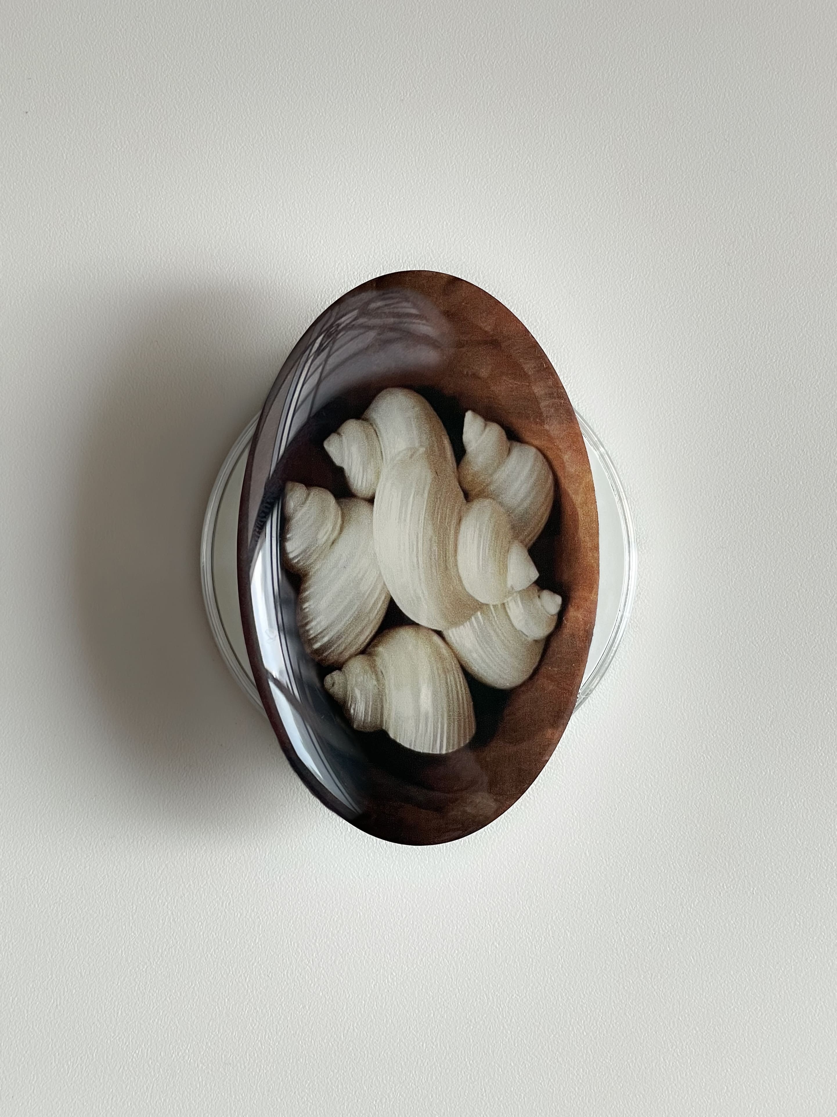 shells