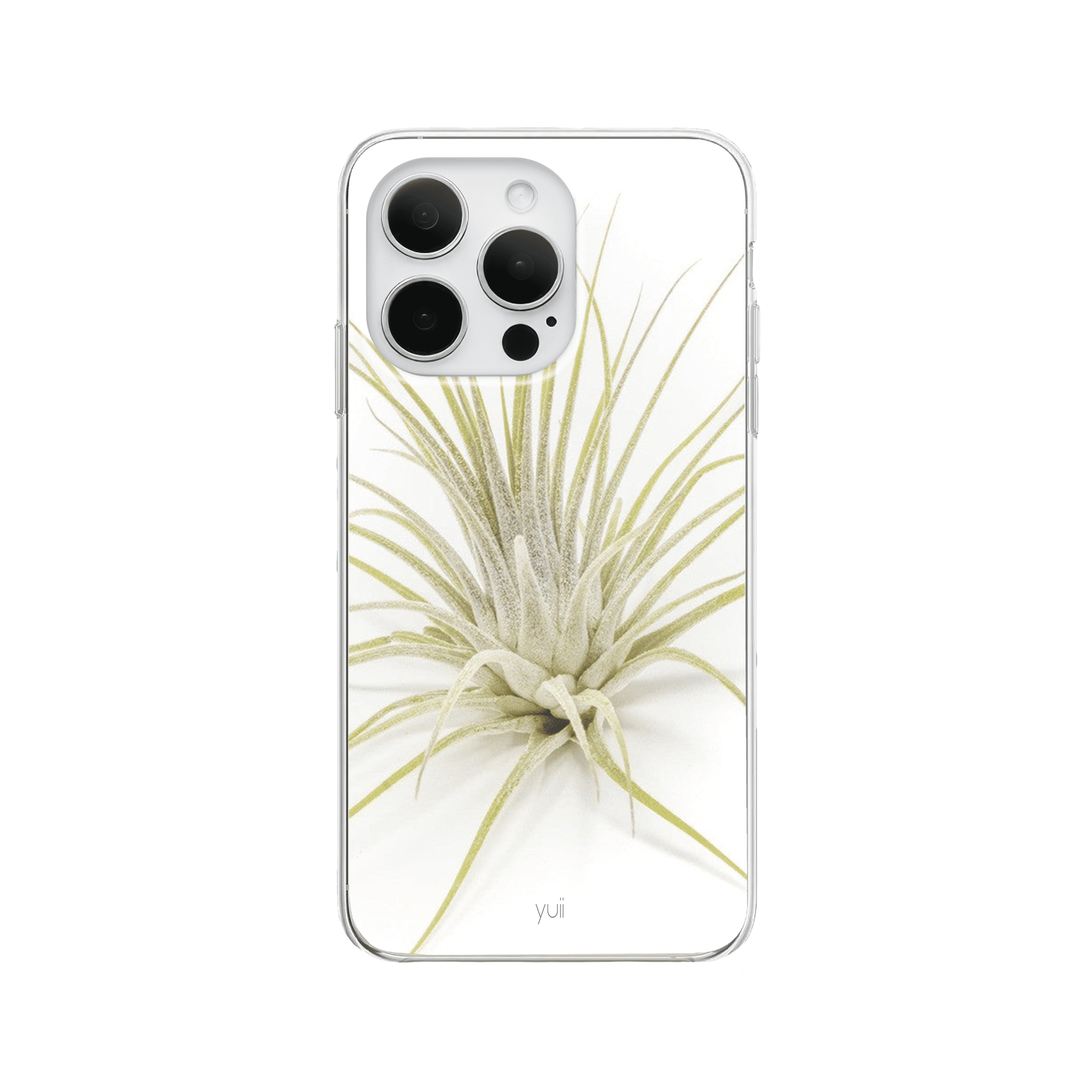 ionantha