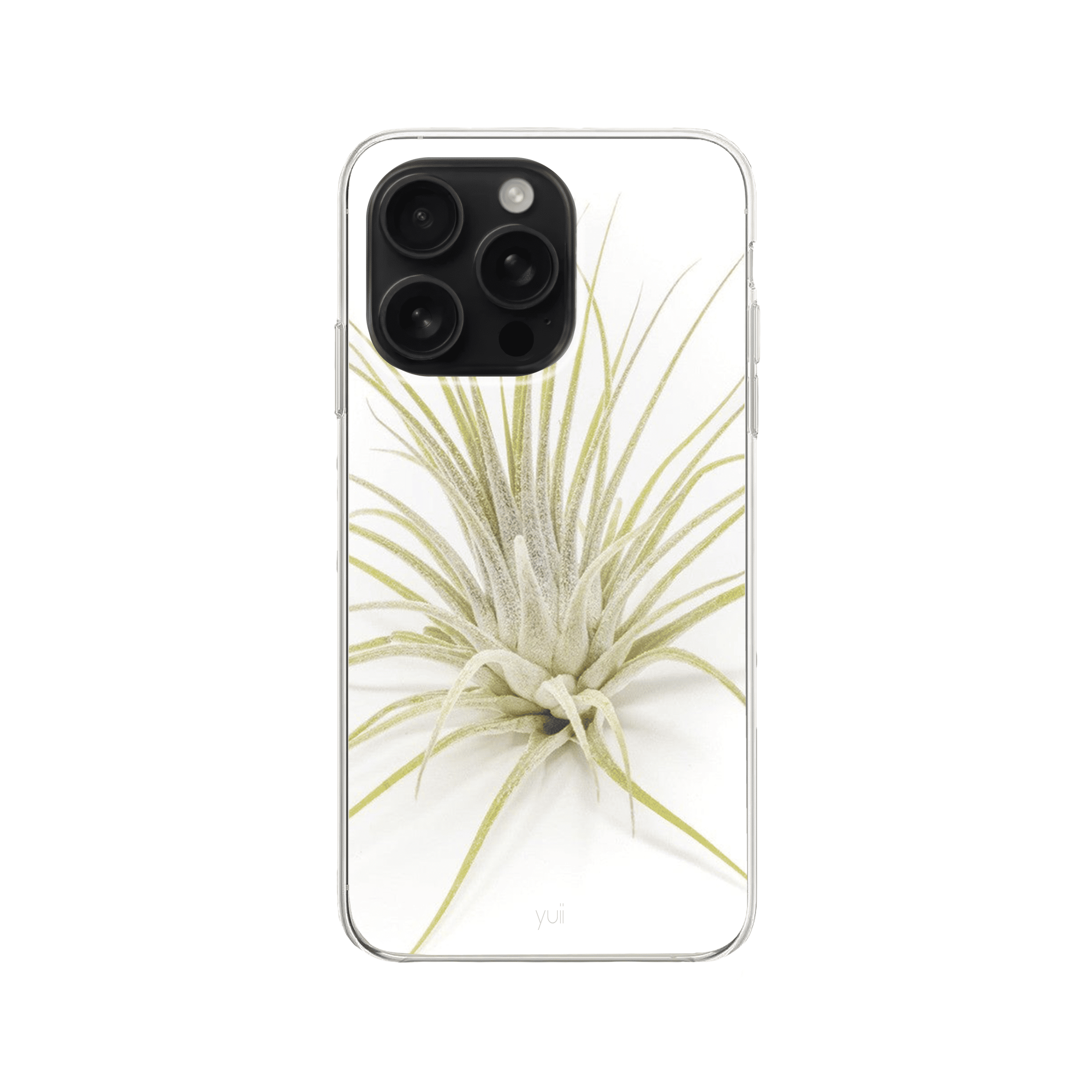 ionantha