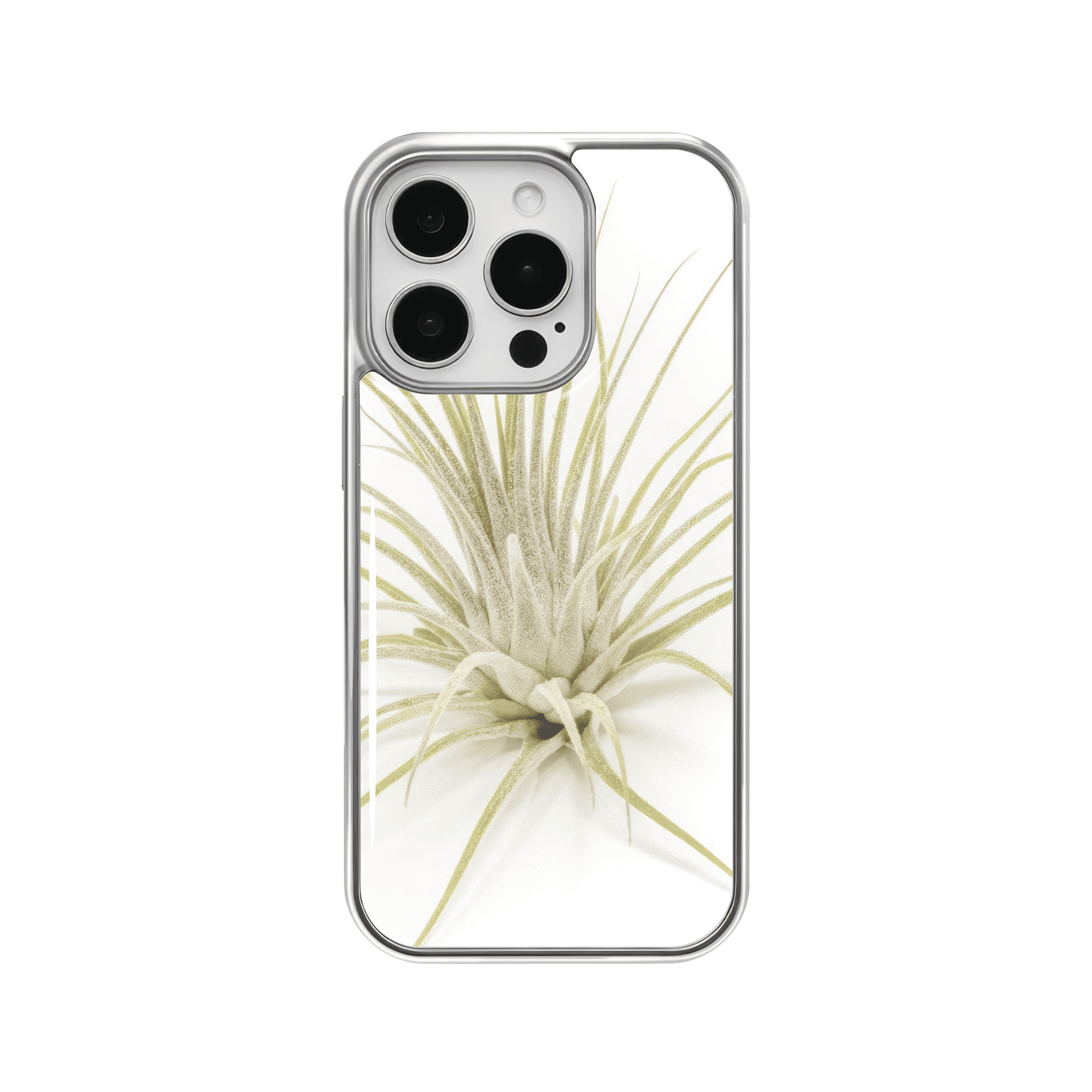 ionantha