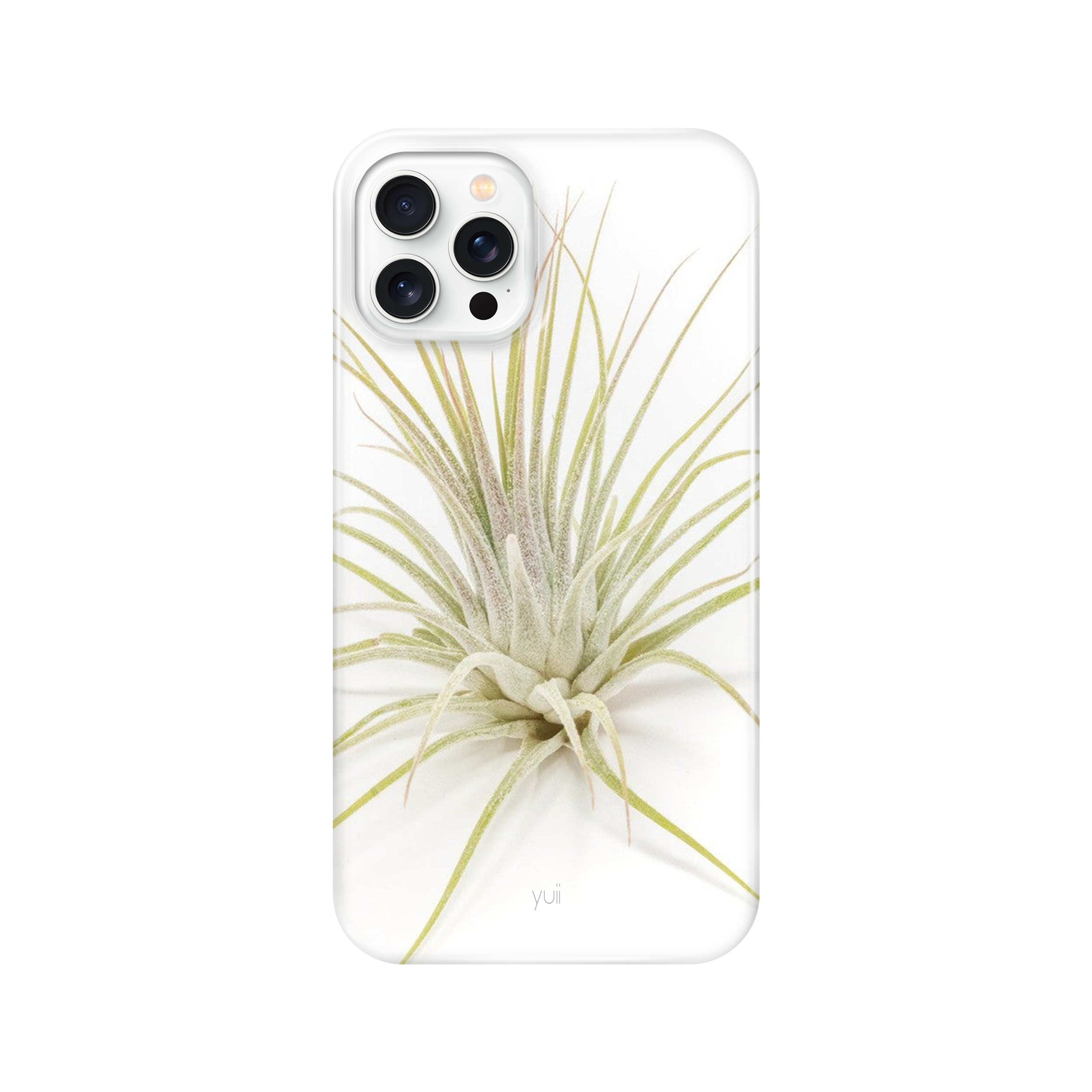 ionantha