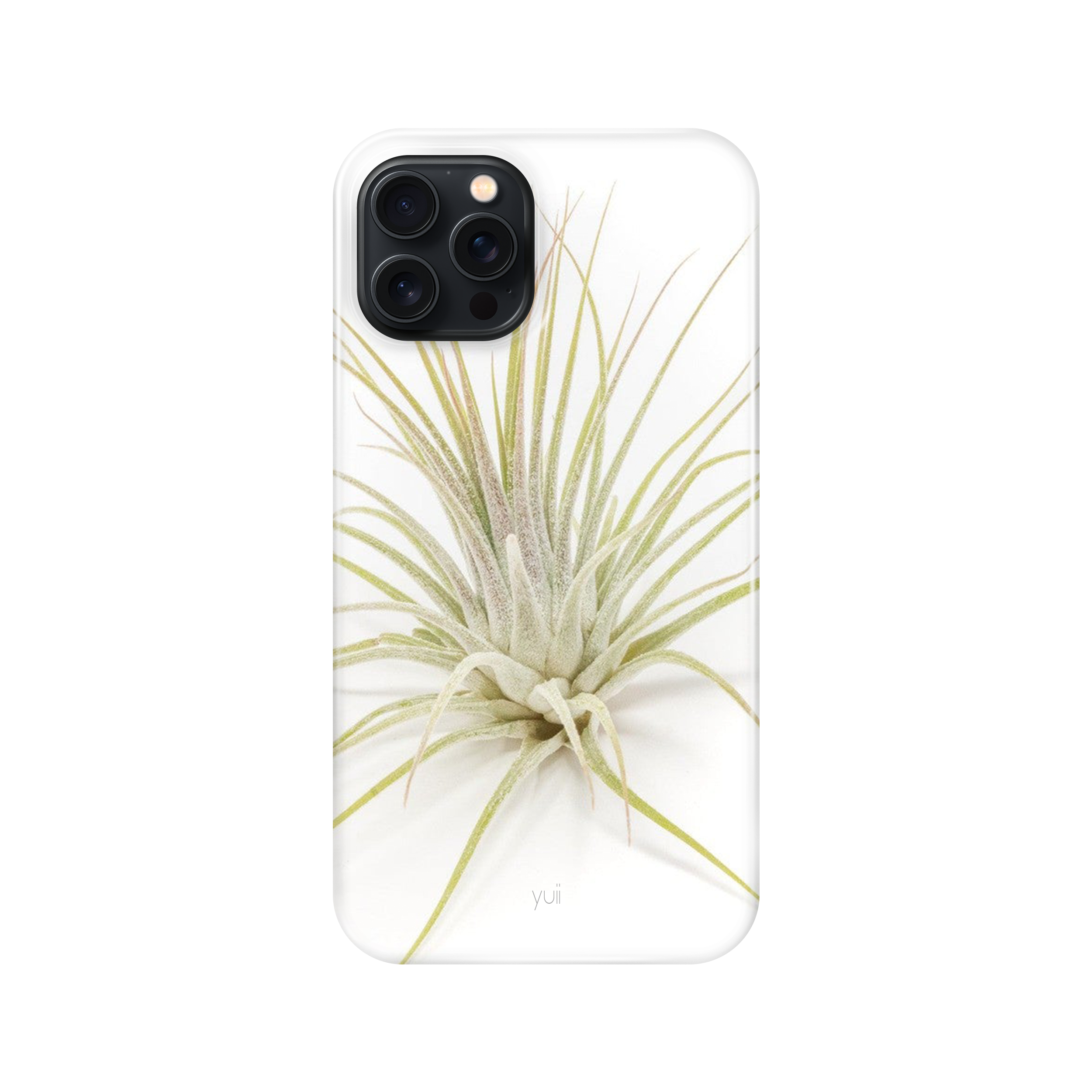 ionantha