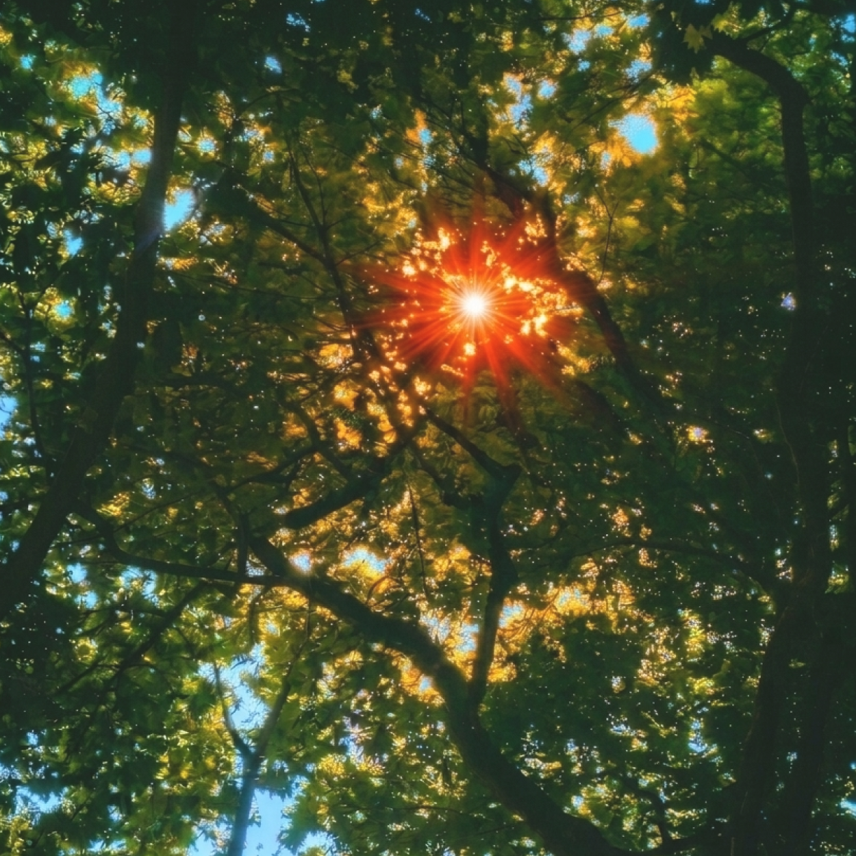 SCENE Bracelet _ 01 SUNLIT TREE