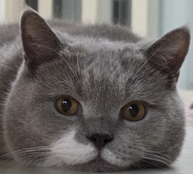 catisfool.com favicon